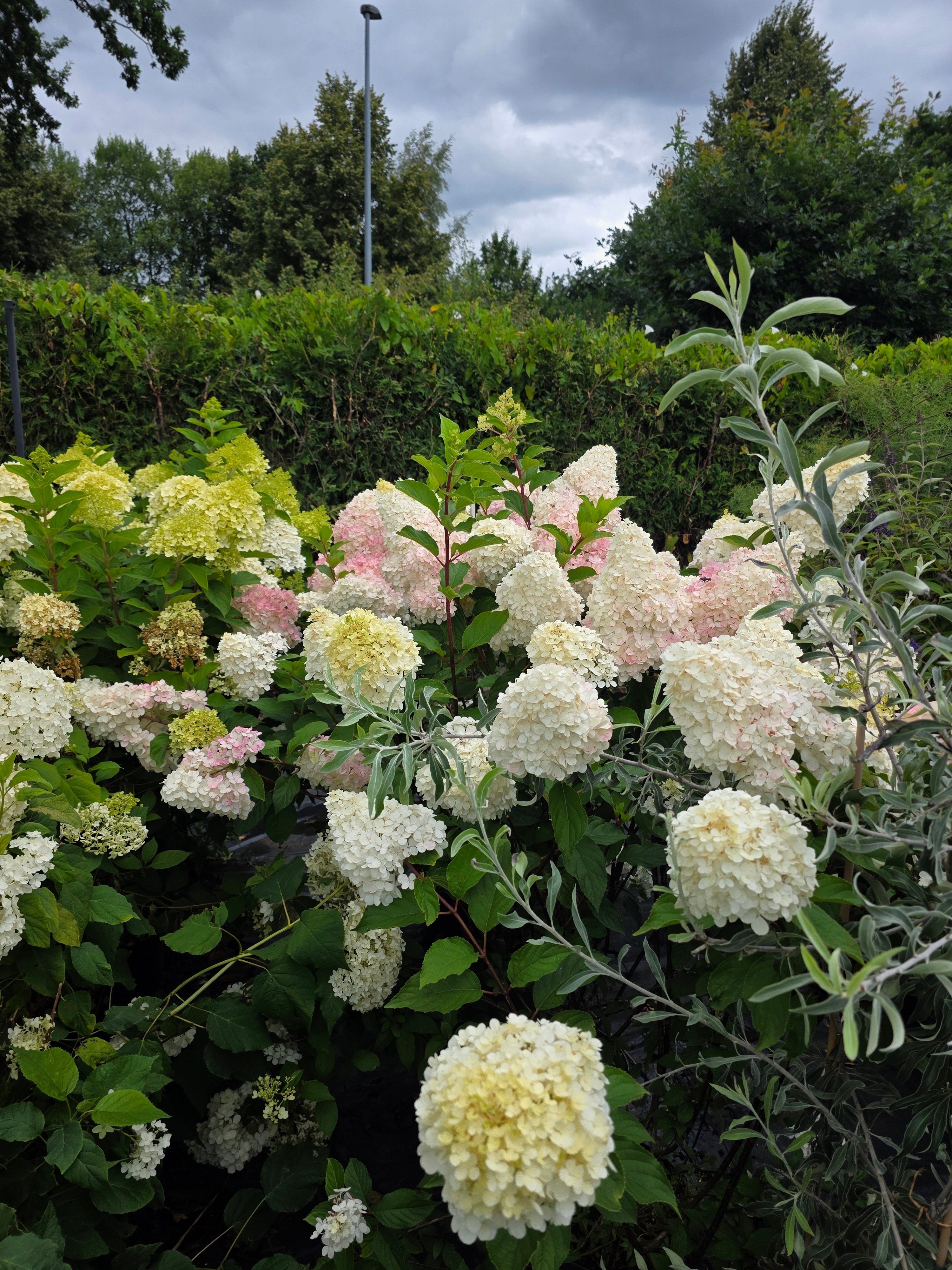 Rispenhortensie 'Vanille Fraise' ® - Hydrangea paniculata 'Vanille-Fraise' ®