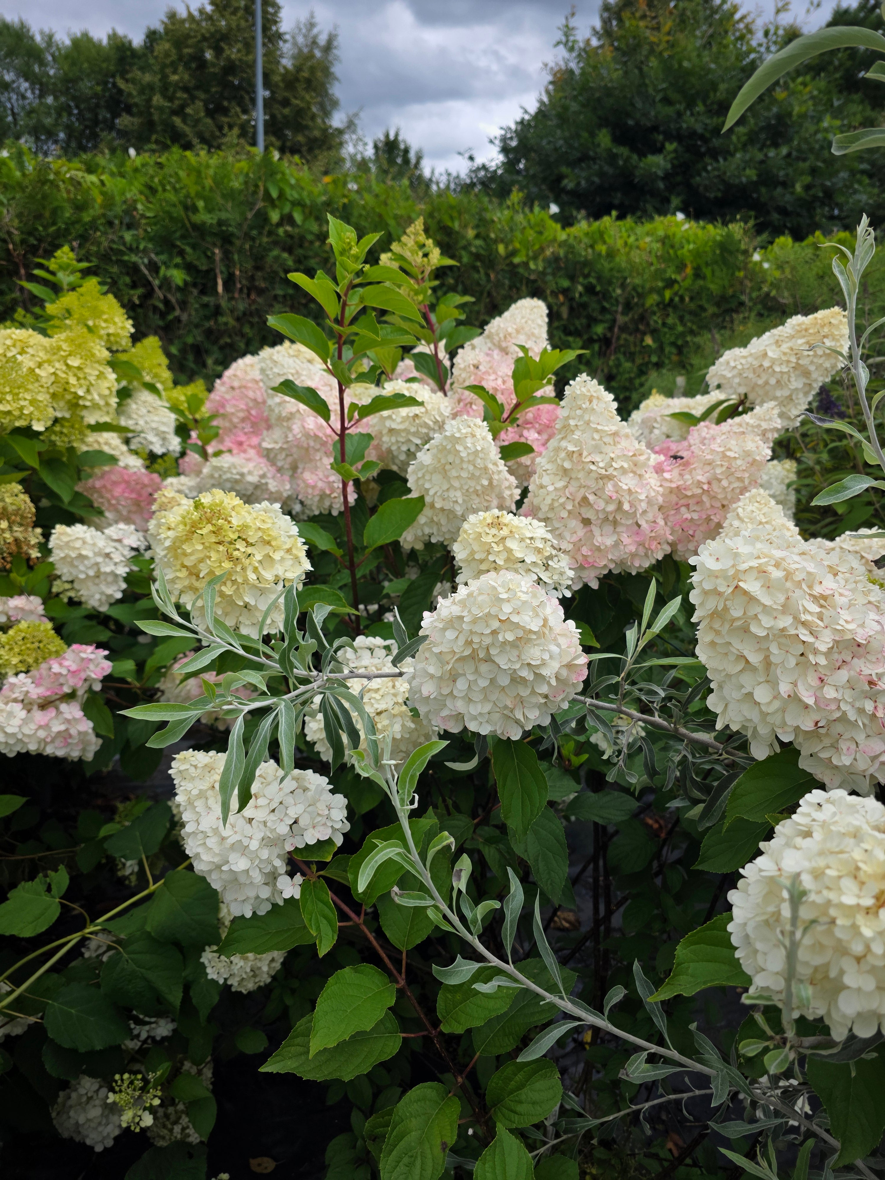 Rispenhortensie 'Vanille Fraise' ® - Hydrangea paniculata 'Vanille-Fraise' ®