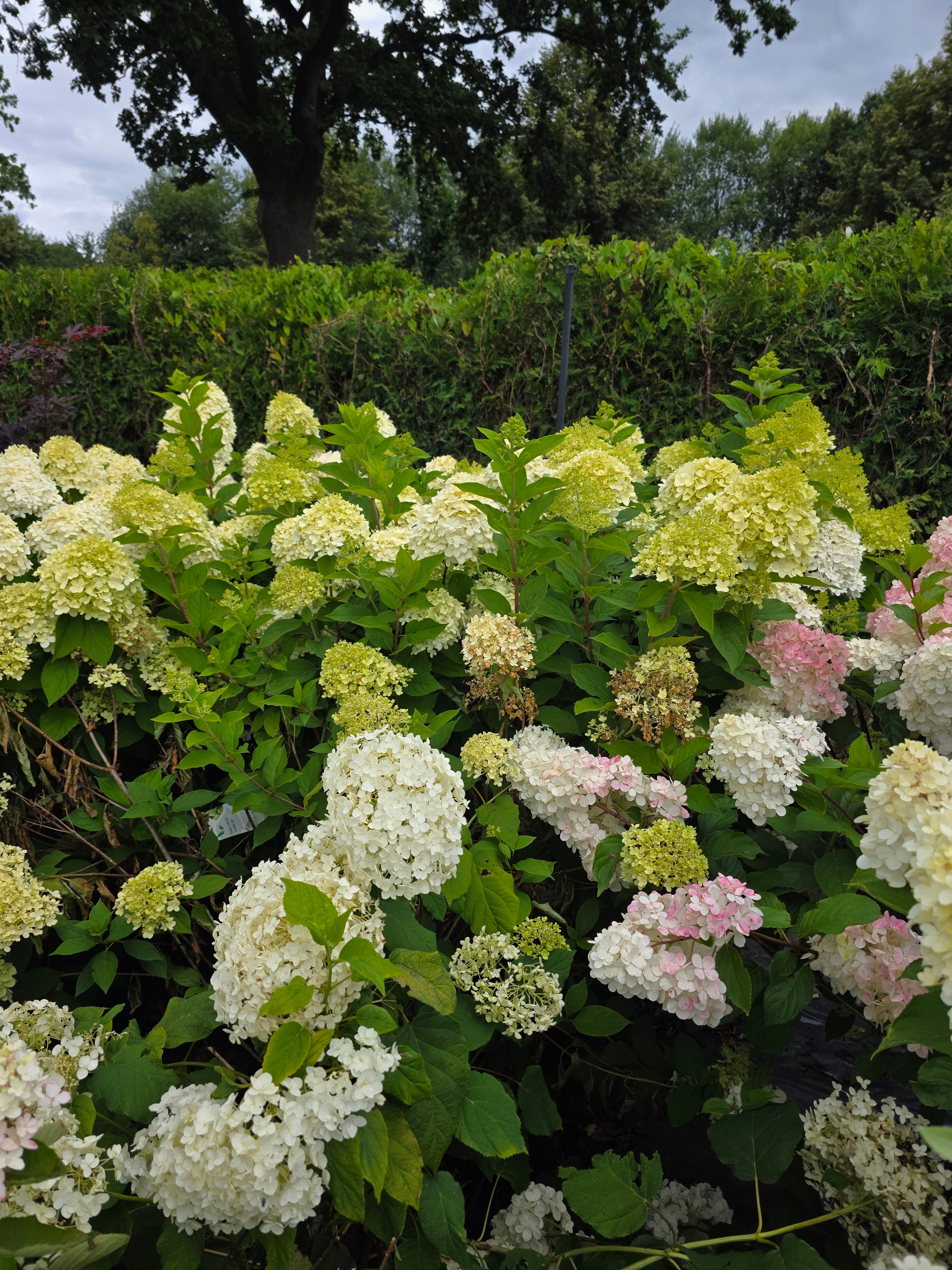 Rispenhortensie 'Vanille Fraise' ® - Hydrangea paniculata 'Vanille-Fraise' ®