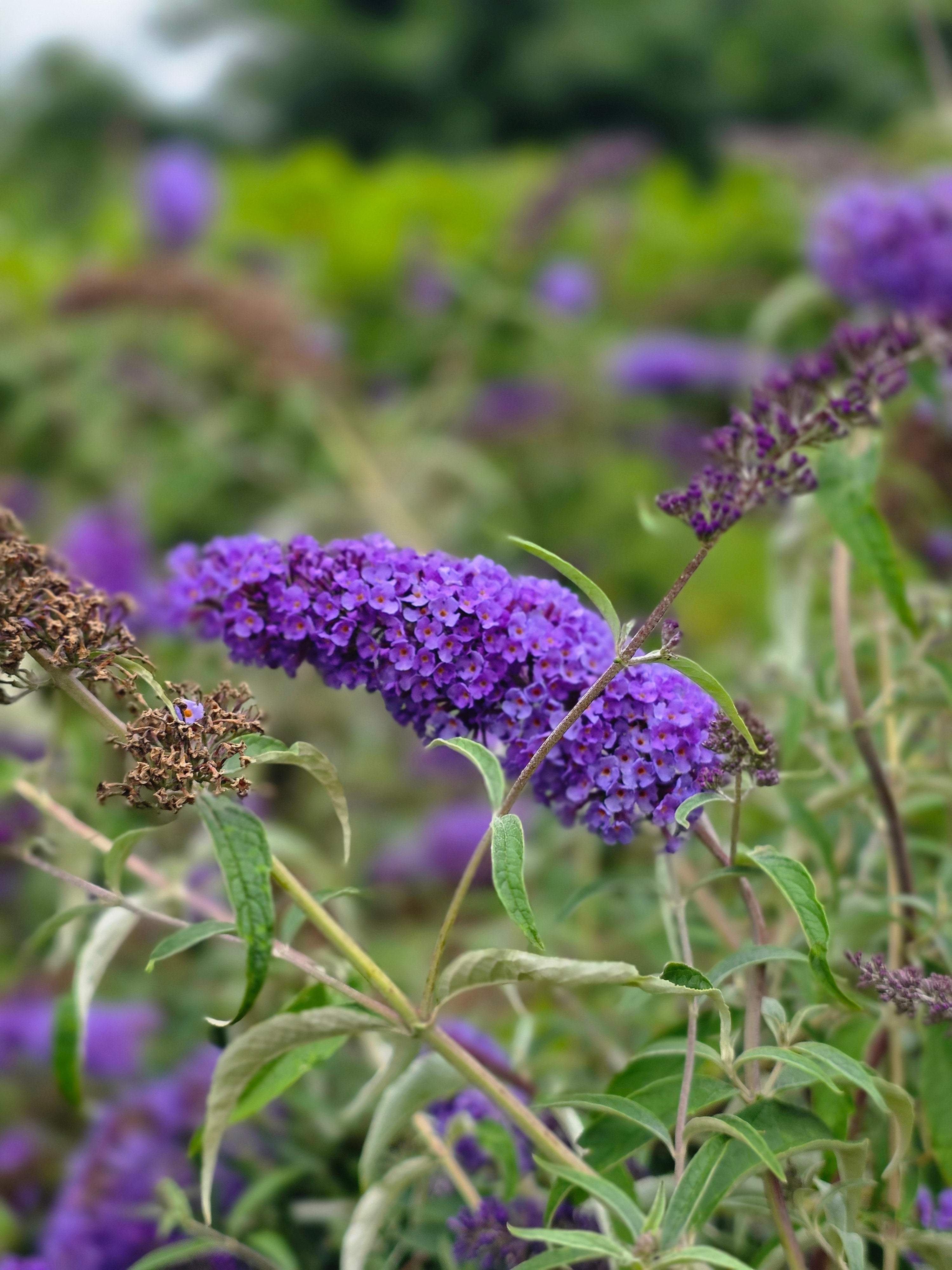 Sommerflieder / Schmetterlingsflieder 'Empire Blue' - Buddleja davidii 'Empire Blue'