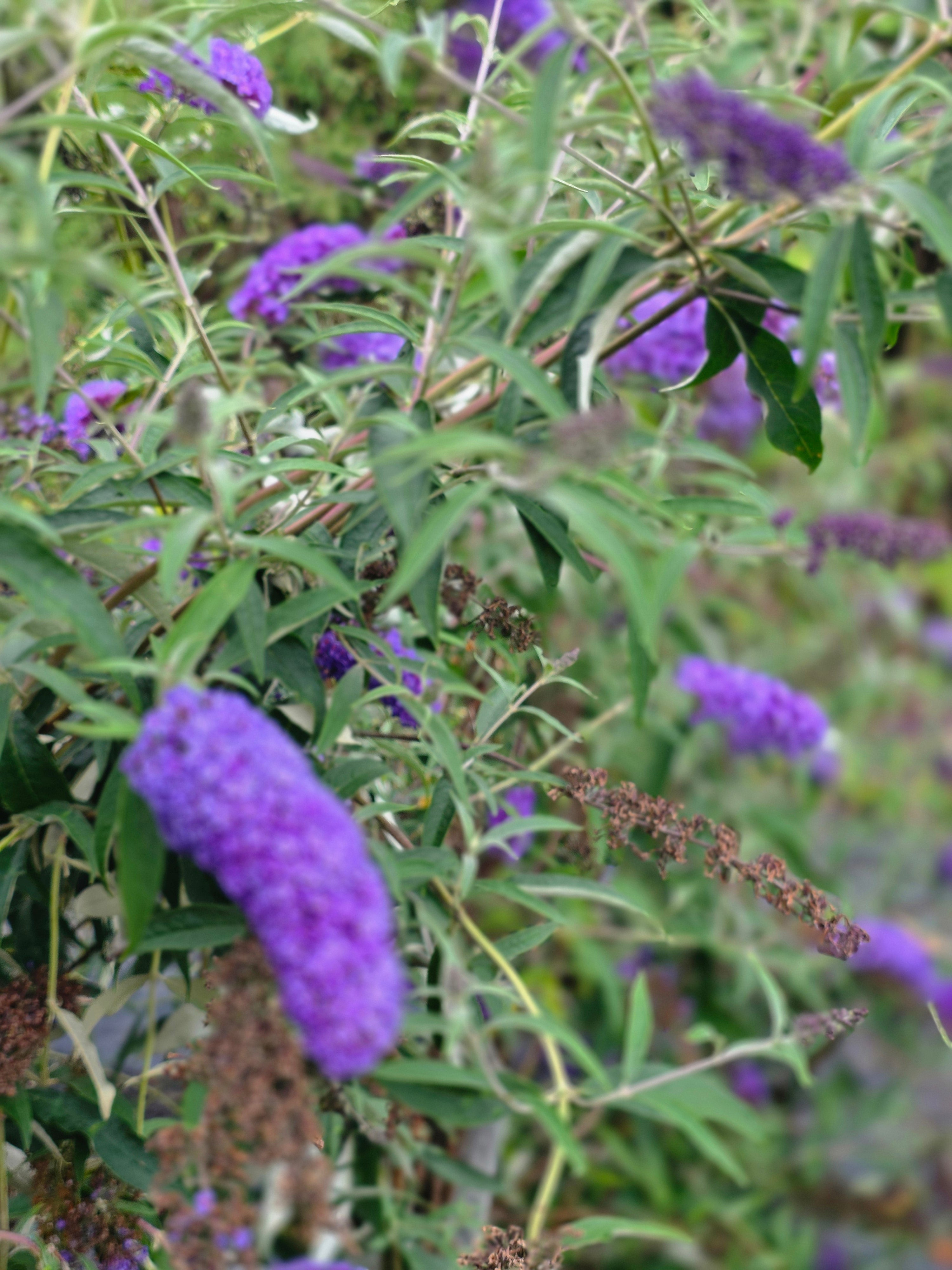 Sommerflieder / Schmetterlingsflieder 'Empire Blue' - Buddleja davidii 'Empire Blue'