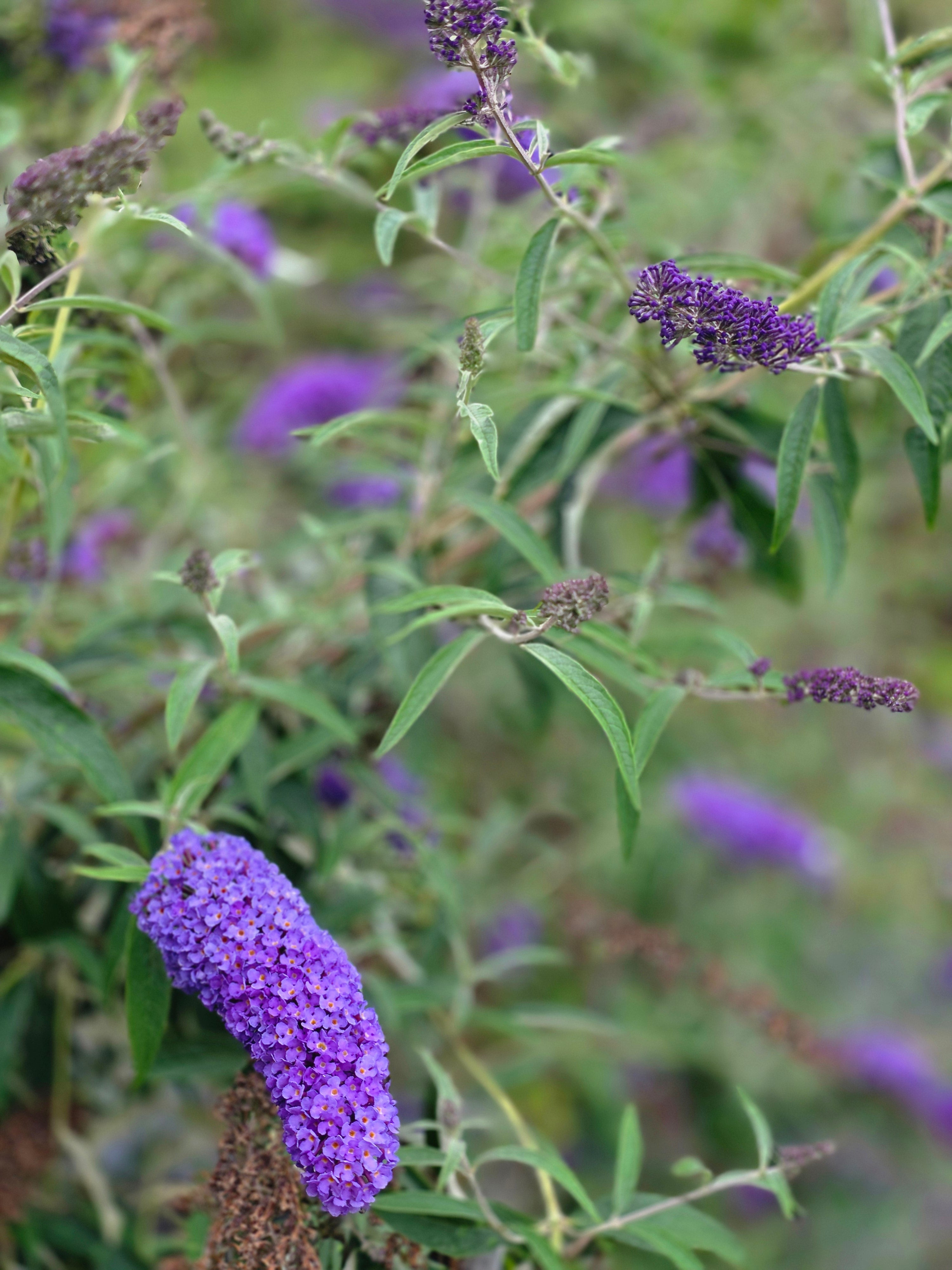 Sommerflieder / Schmetterlingsflieder 'Empire Blue' - Buddleja davidii 'Empire Blue'