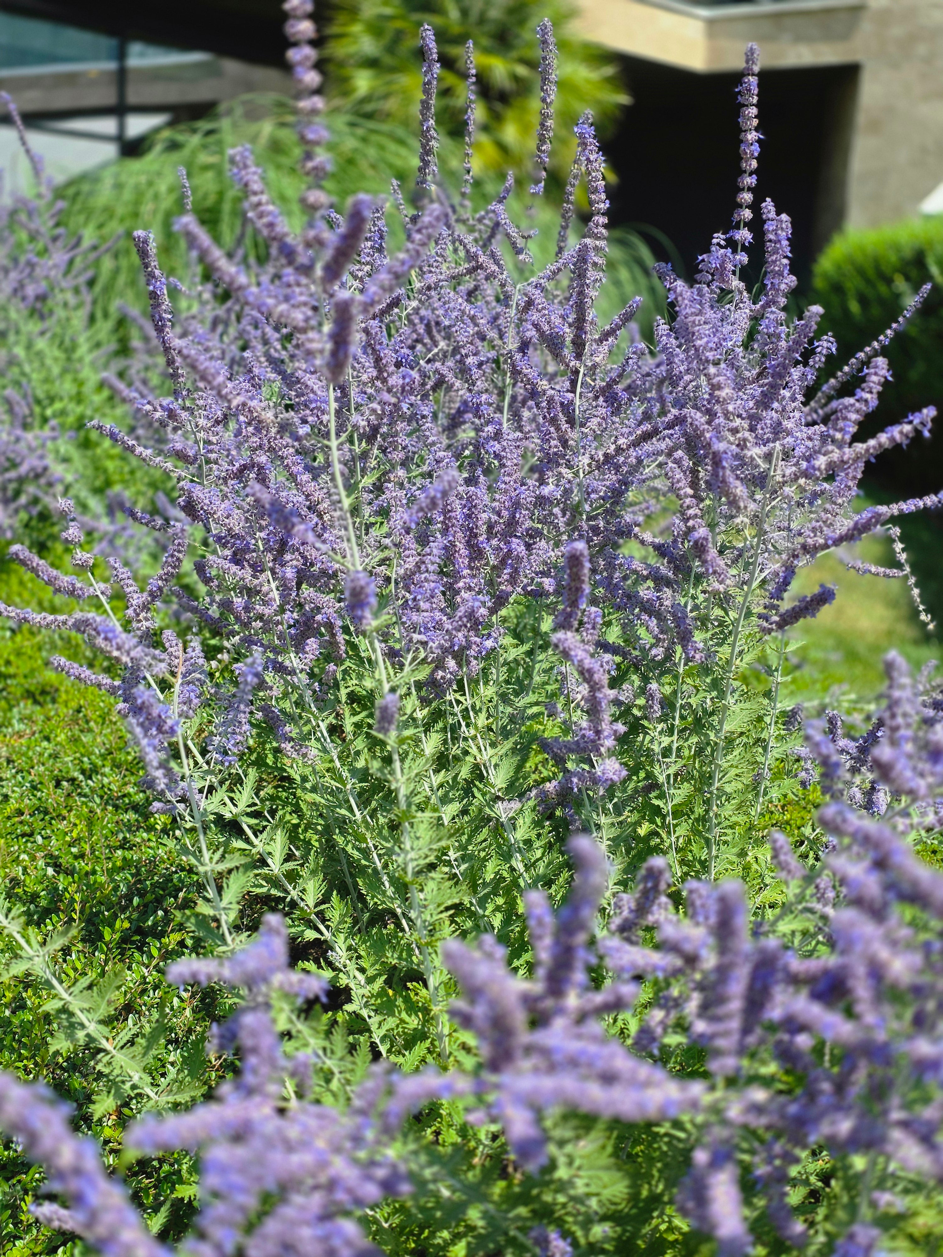 Blauraute 'Blue Spire' - Perovskia atriplicifolia 'Blue Spire'