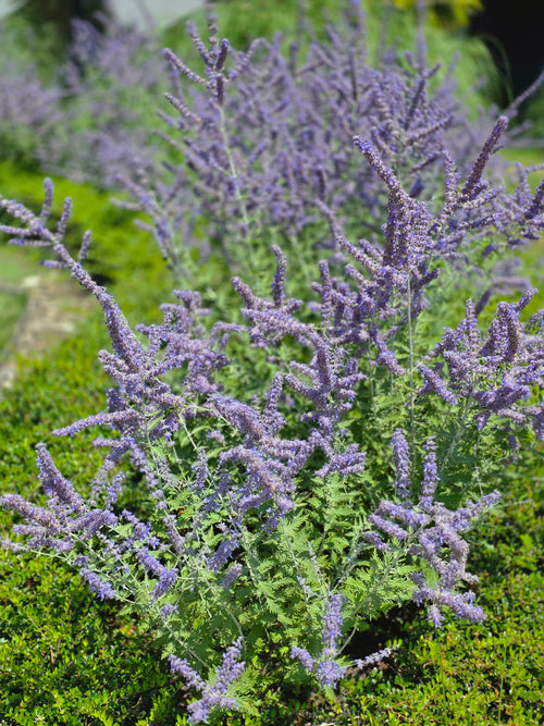 Blauraute 'Blue Spire' - Perovskia atriplicifolia 'Blue Spire'