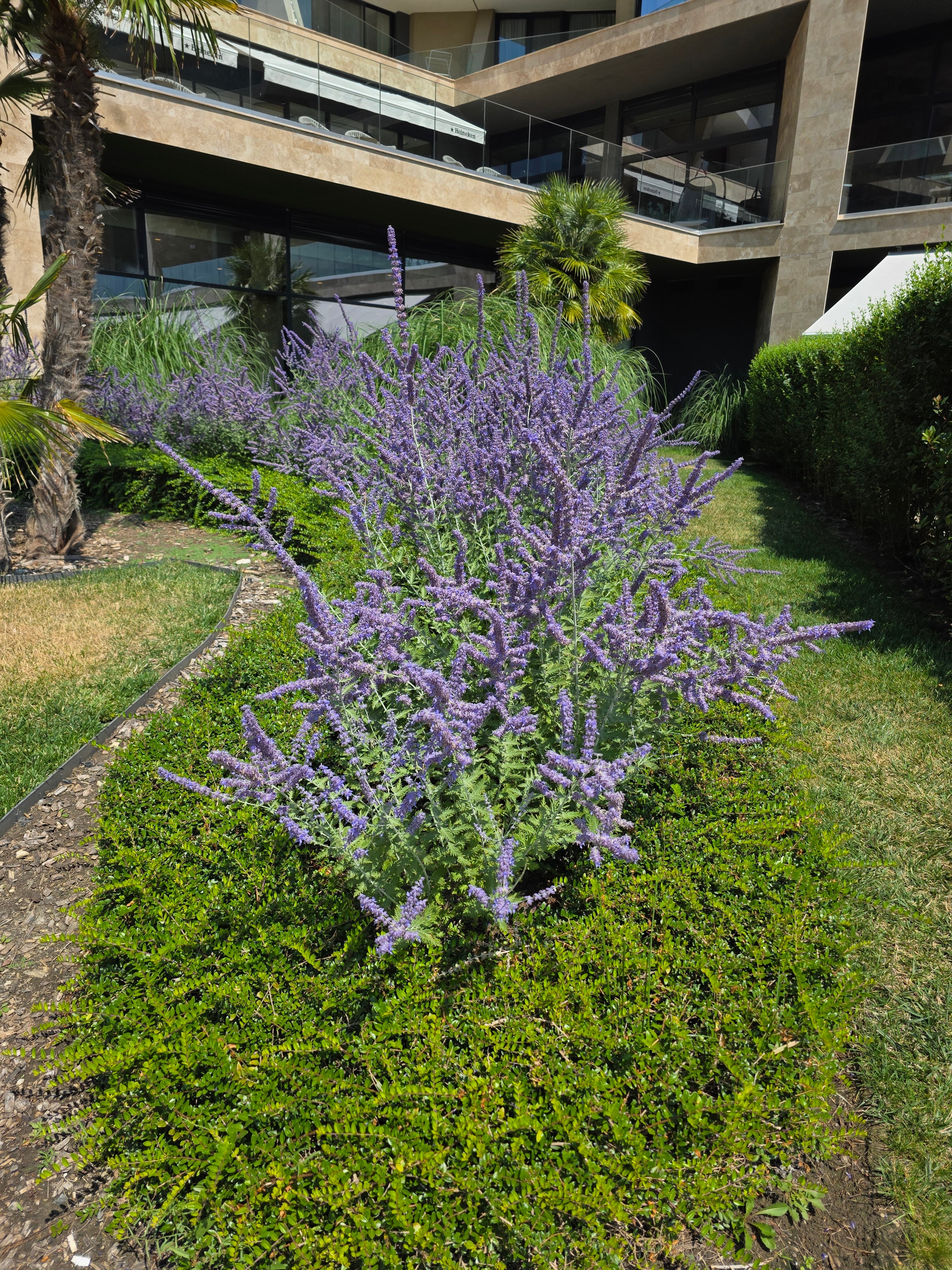 Blauraute 'Blue Spire' - Perovskia atriplicifolia 'Blue Spire'