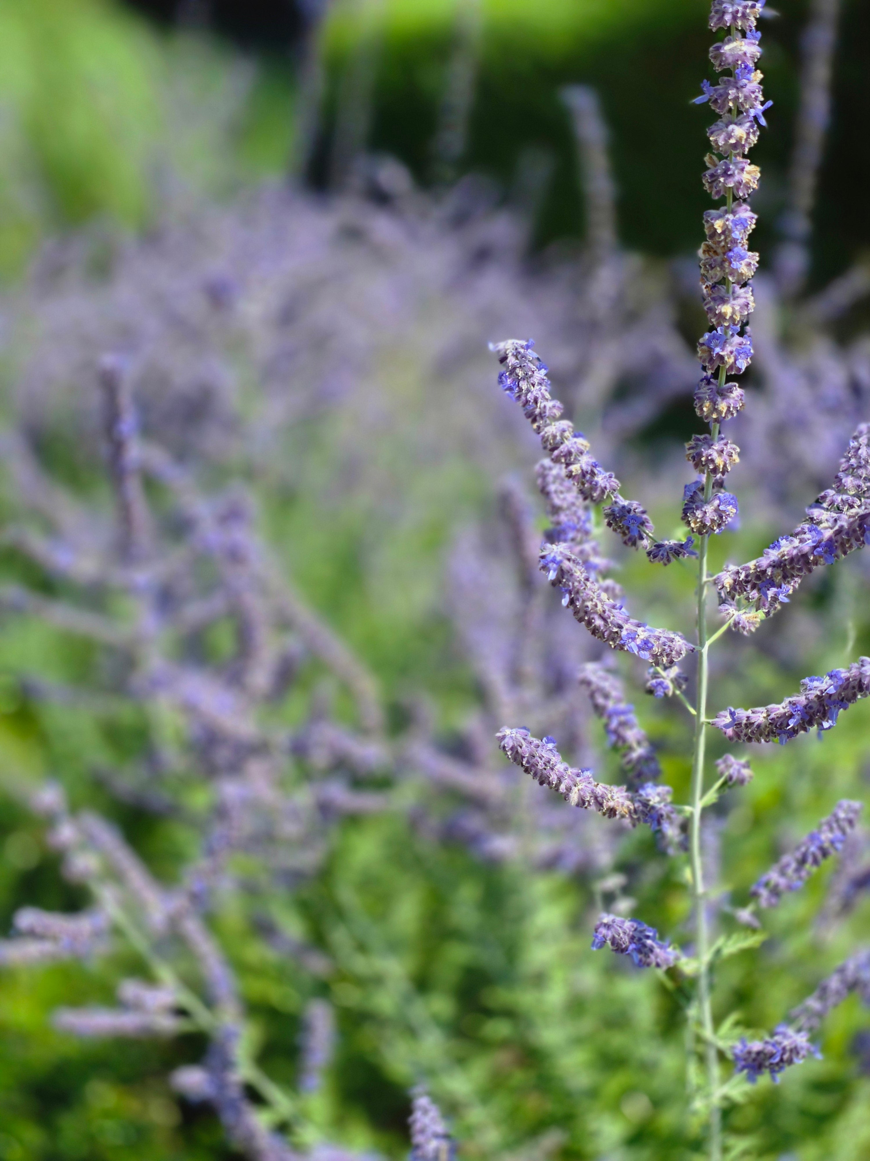 Blauraute 'Blue Spire' - Perovskia atriplicifolia 'Blue Spire'