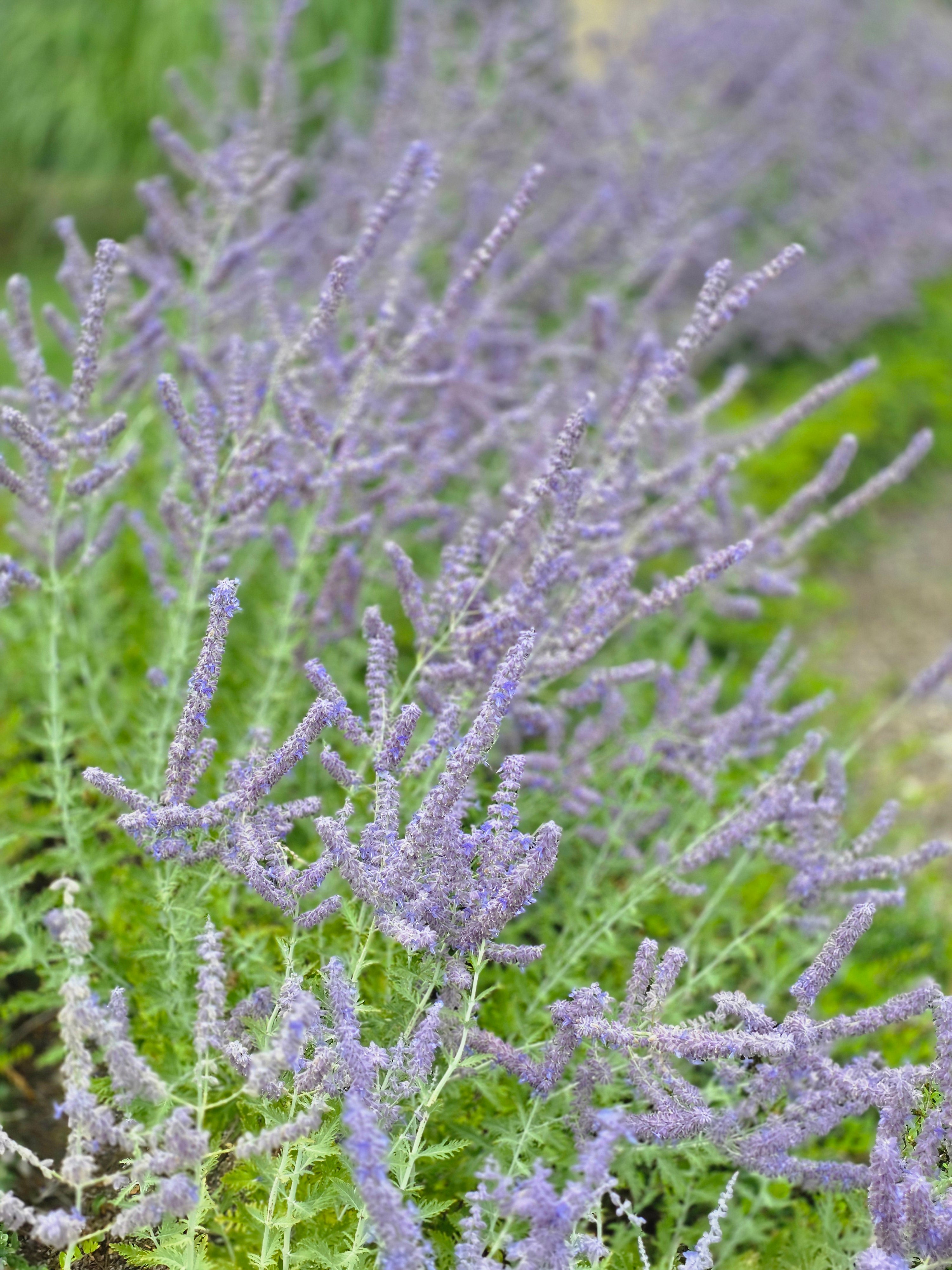 Blauraute 'Little Spire' ® - Perovskia atriplicif.'Little Spire' ®