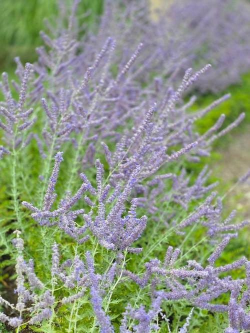 Blauraute 'Little Spire' ® - Perovskia atriplicif.'Little Spire' ®