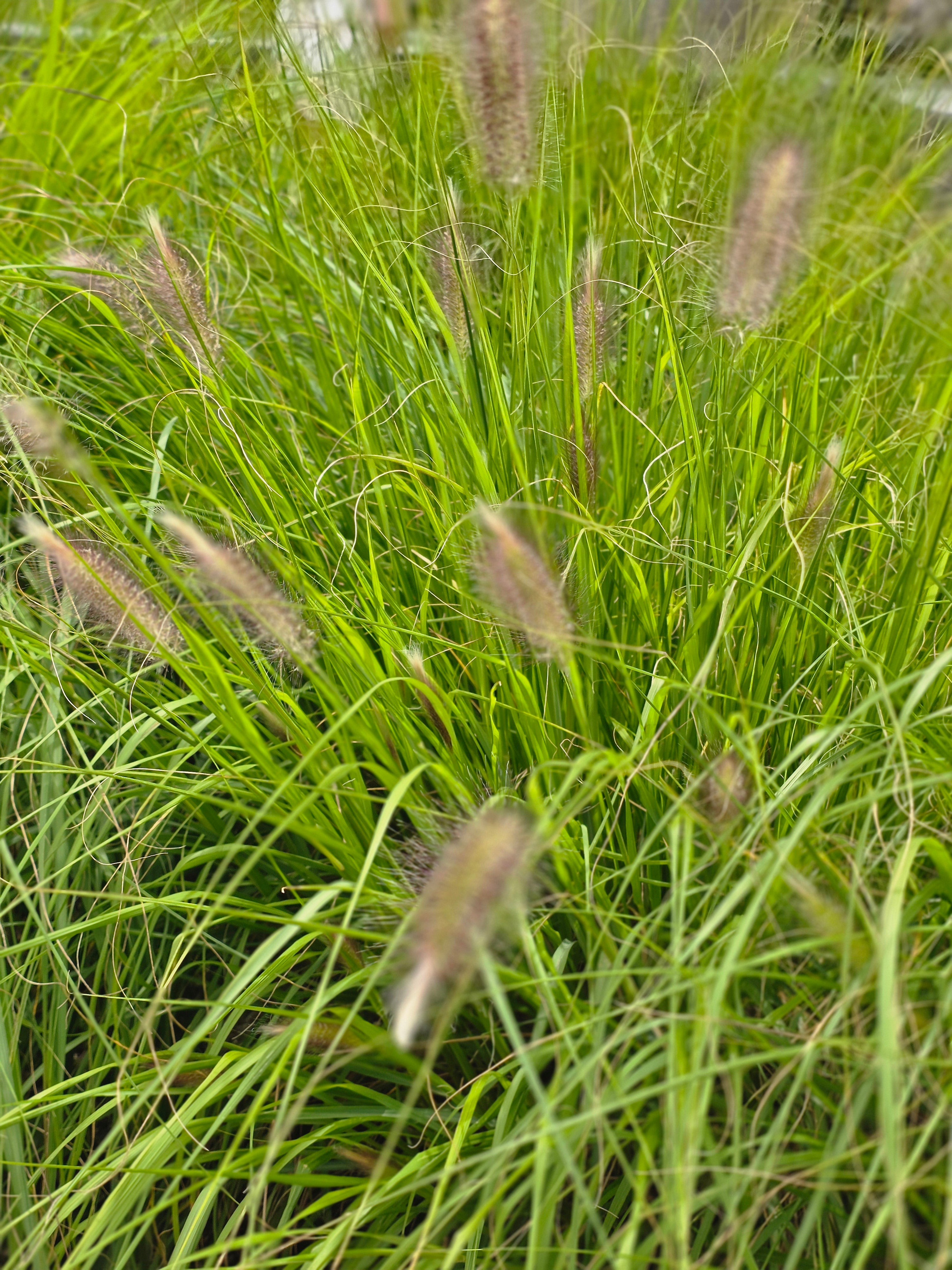 Lampenputzergras - Pennisetum alopecuroides 'Hameln'