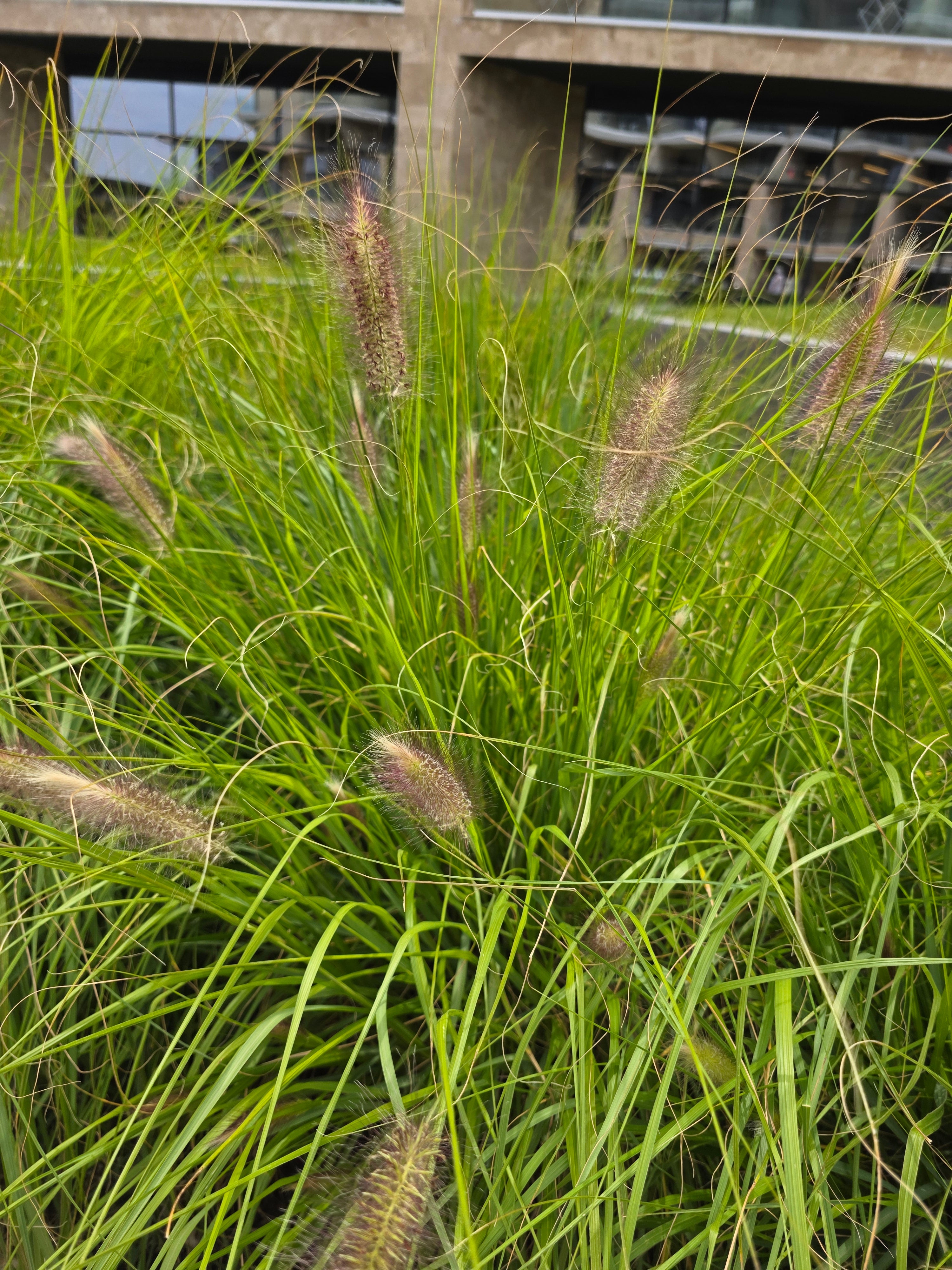 Lampenputzergras - Pennisetum alopecuroides 'Hameln'
