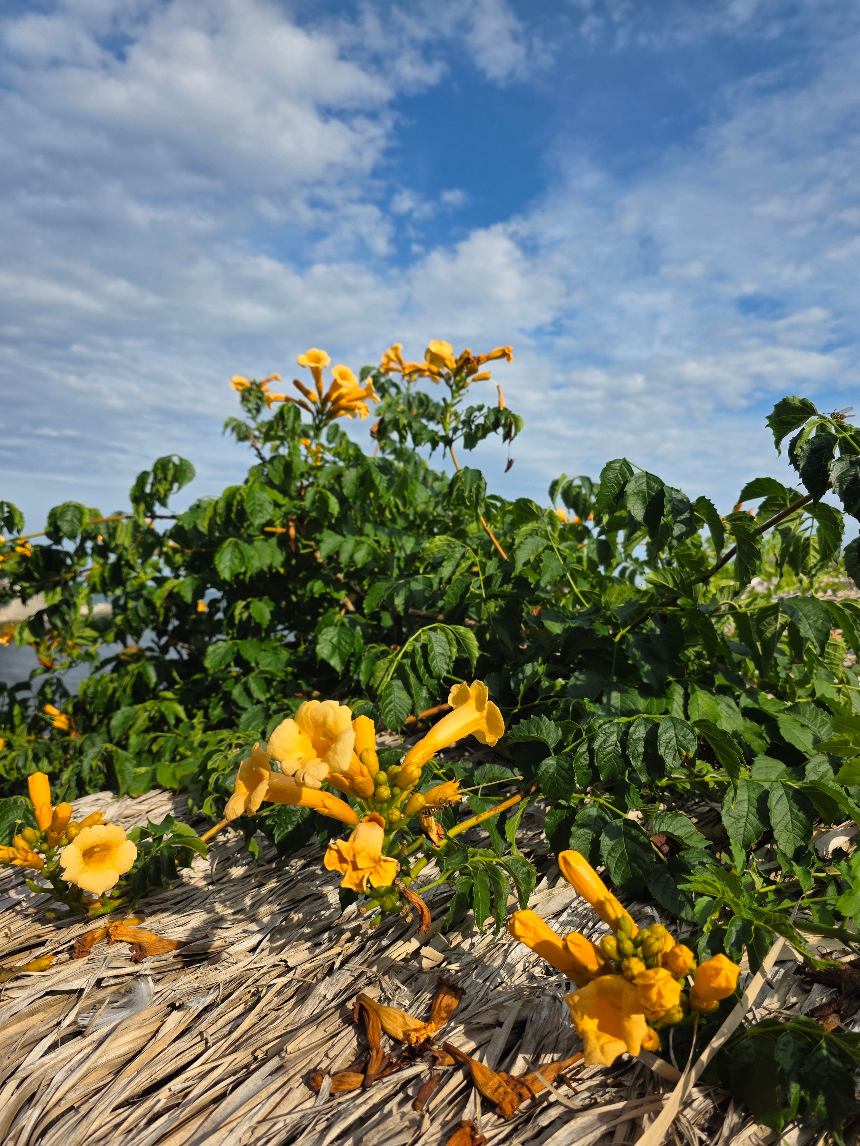 Gelbe Trompetenblume - Campsis radicans 'Flava'