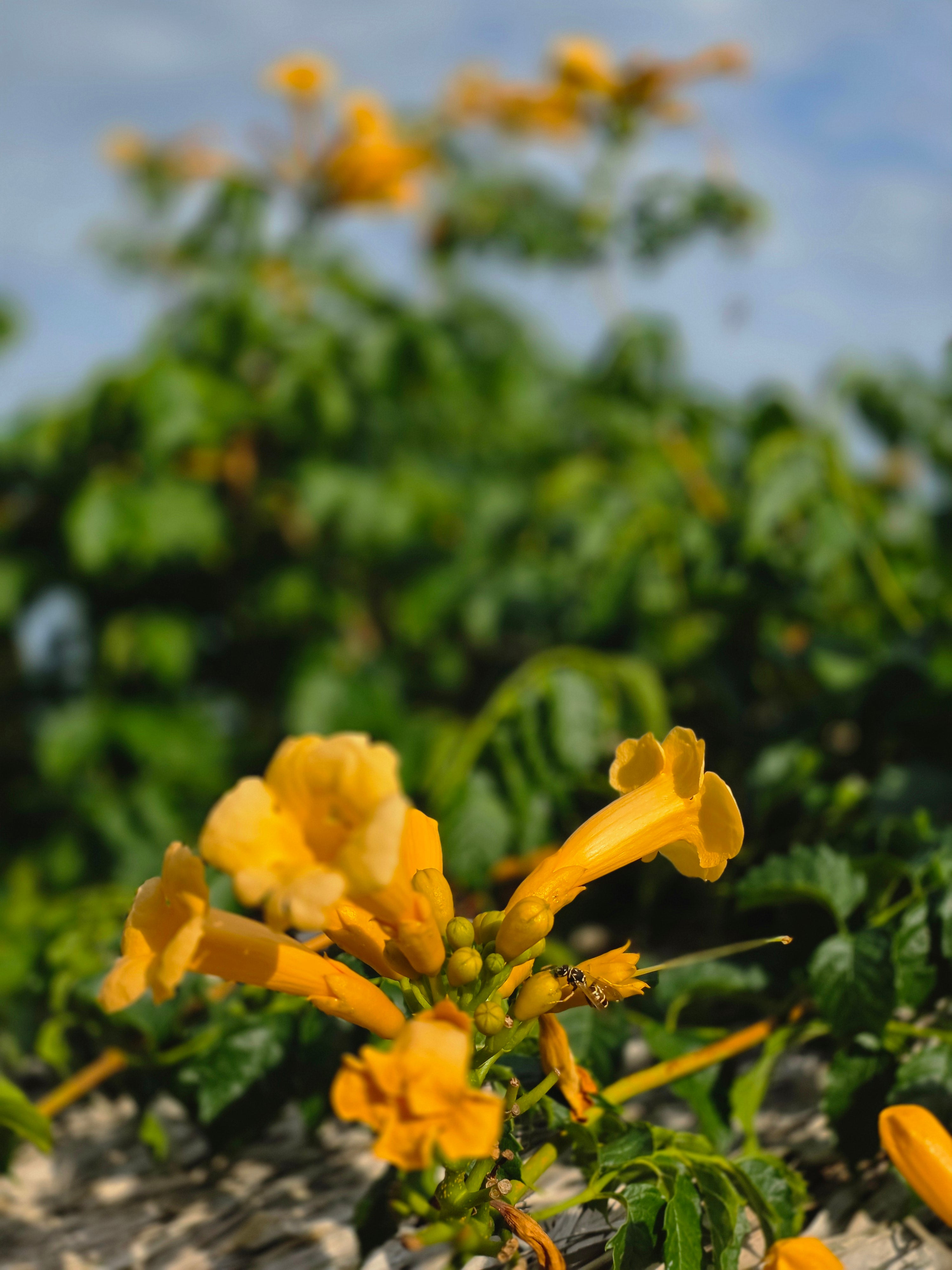 Gelbe Trompetenblume - Campsis radicans 'Flava'