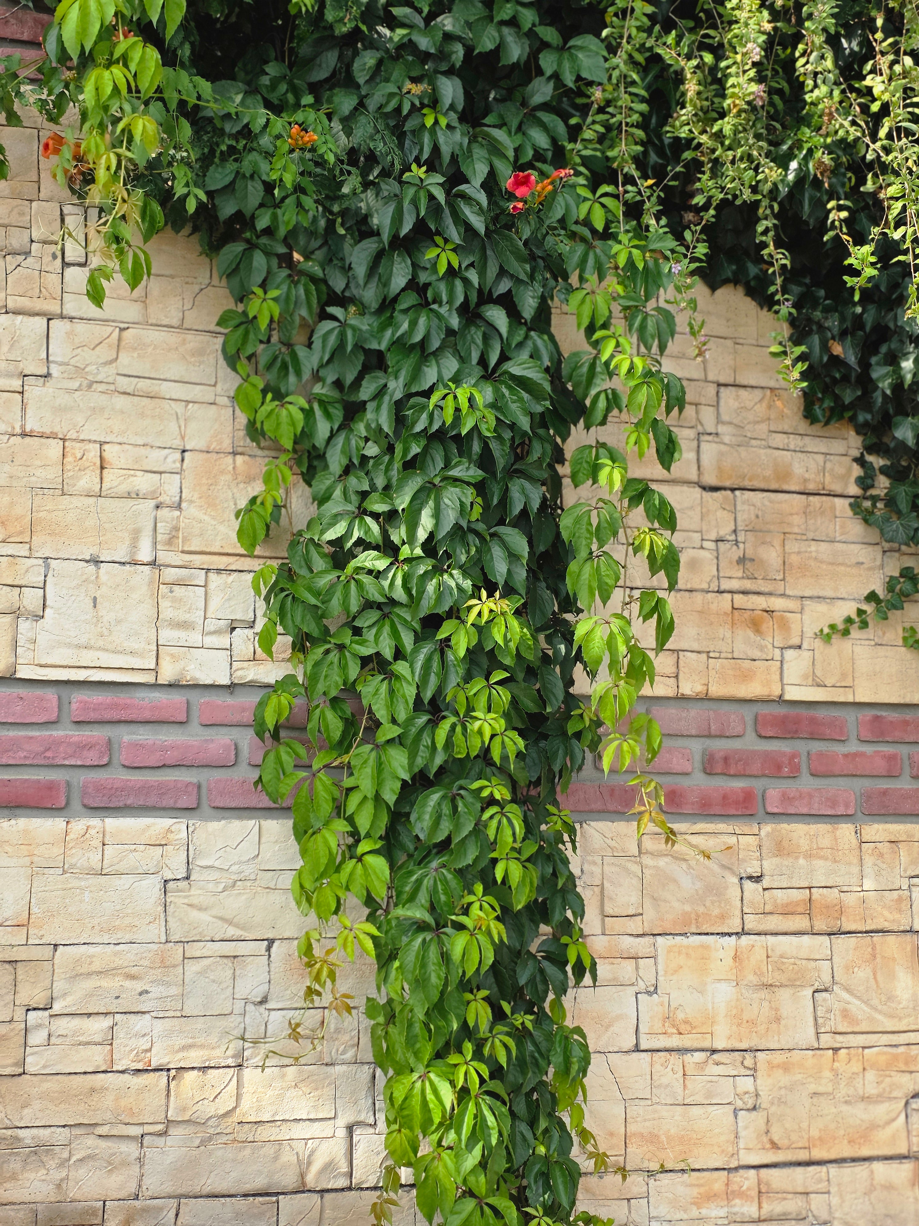 Mauerwein 'Engelmannii' - Parthenocissus quinquefolia 'Engelmannii'