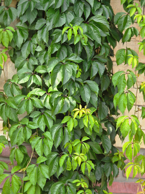 Mauerwein 'Engelmannii' - Parthenocissus quinquefolia 'Engelmannii'