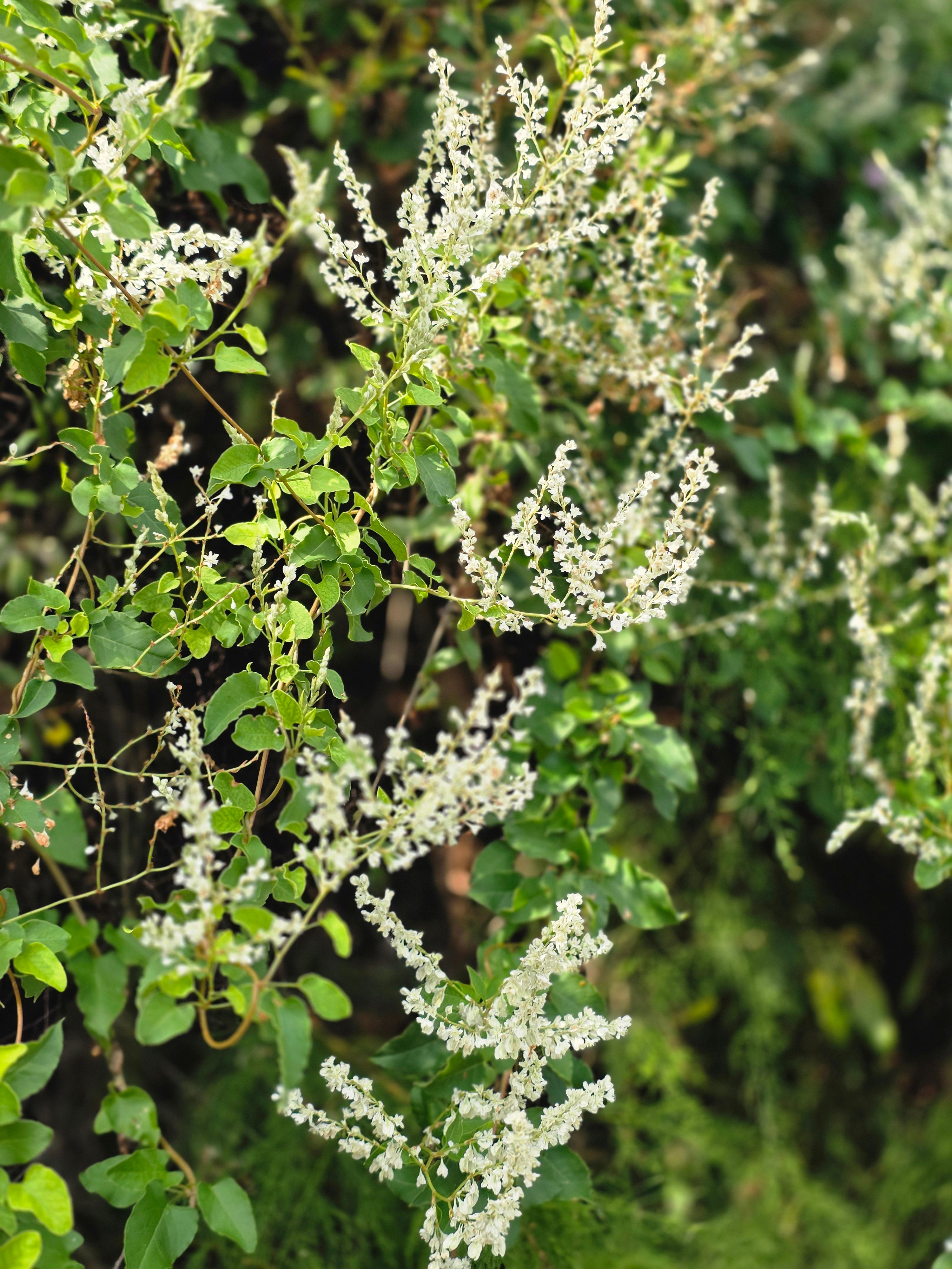 Schlingknöterich - Polygonum aubertii