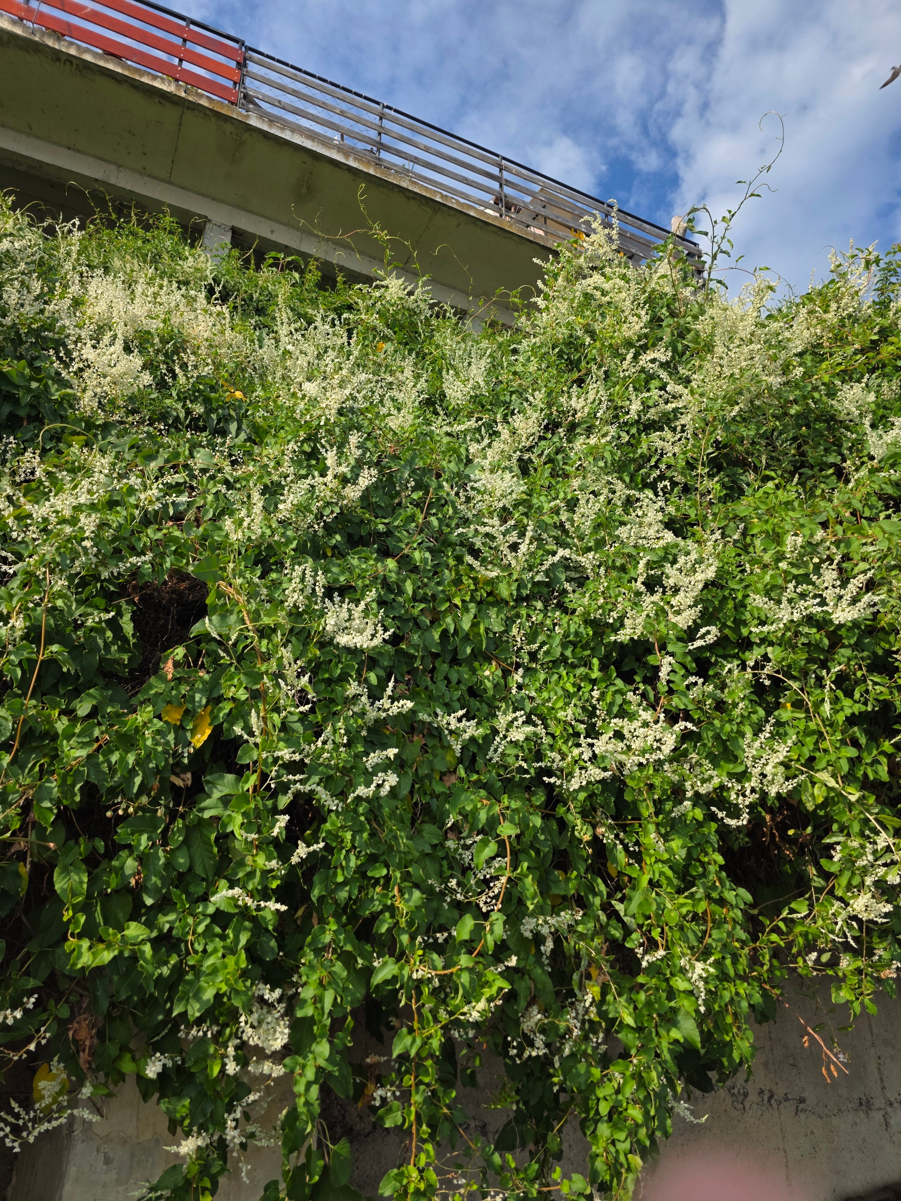 Schlingknöterich - Polygonum aubertii