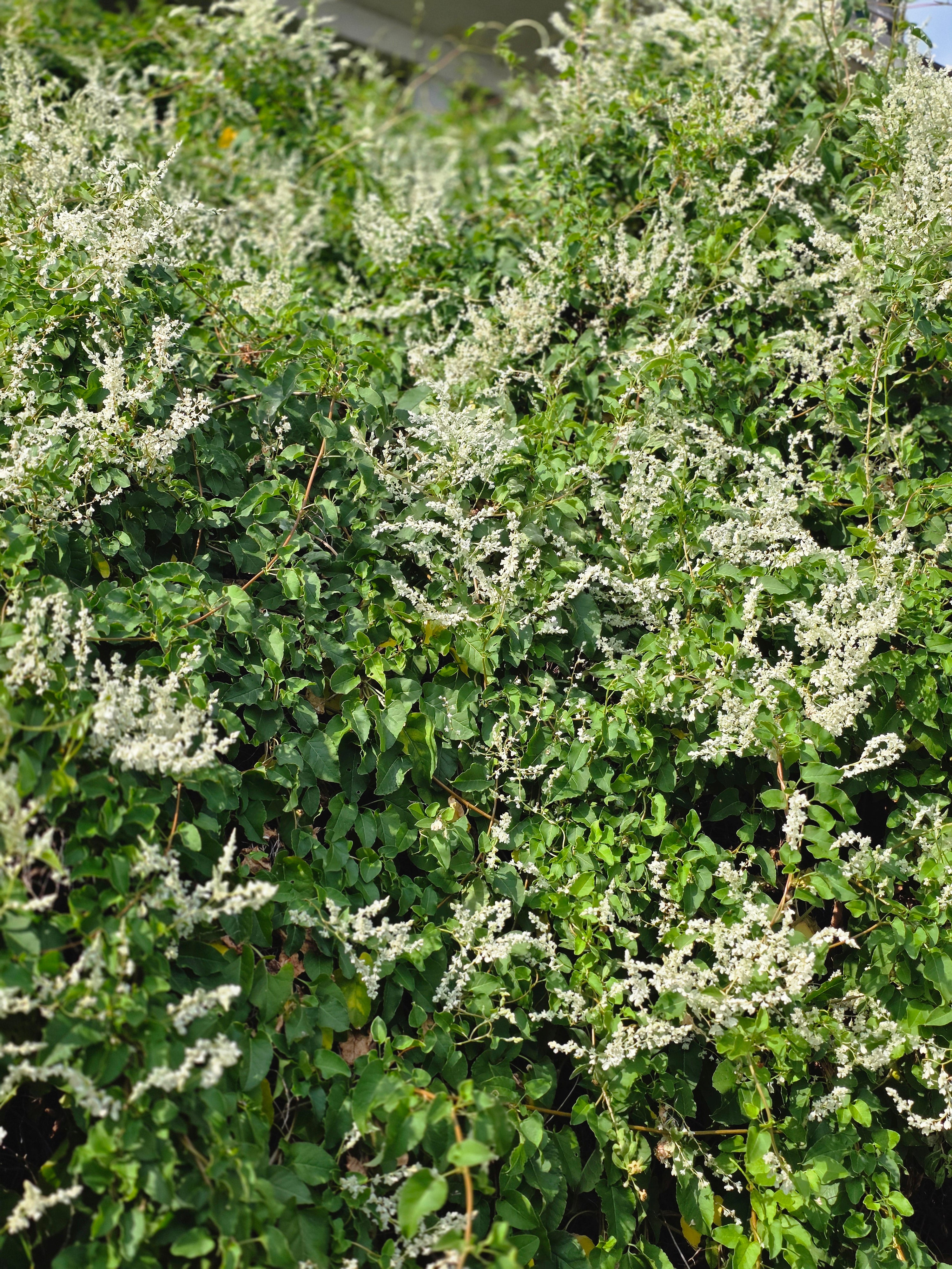 Schlingknöterich - Polygonum aubertii