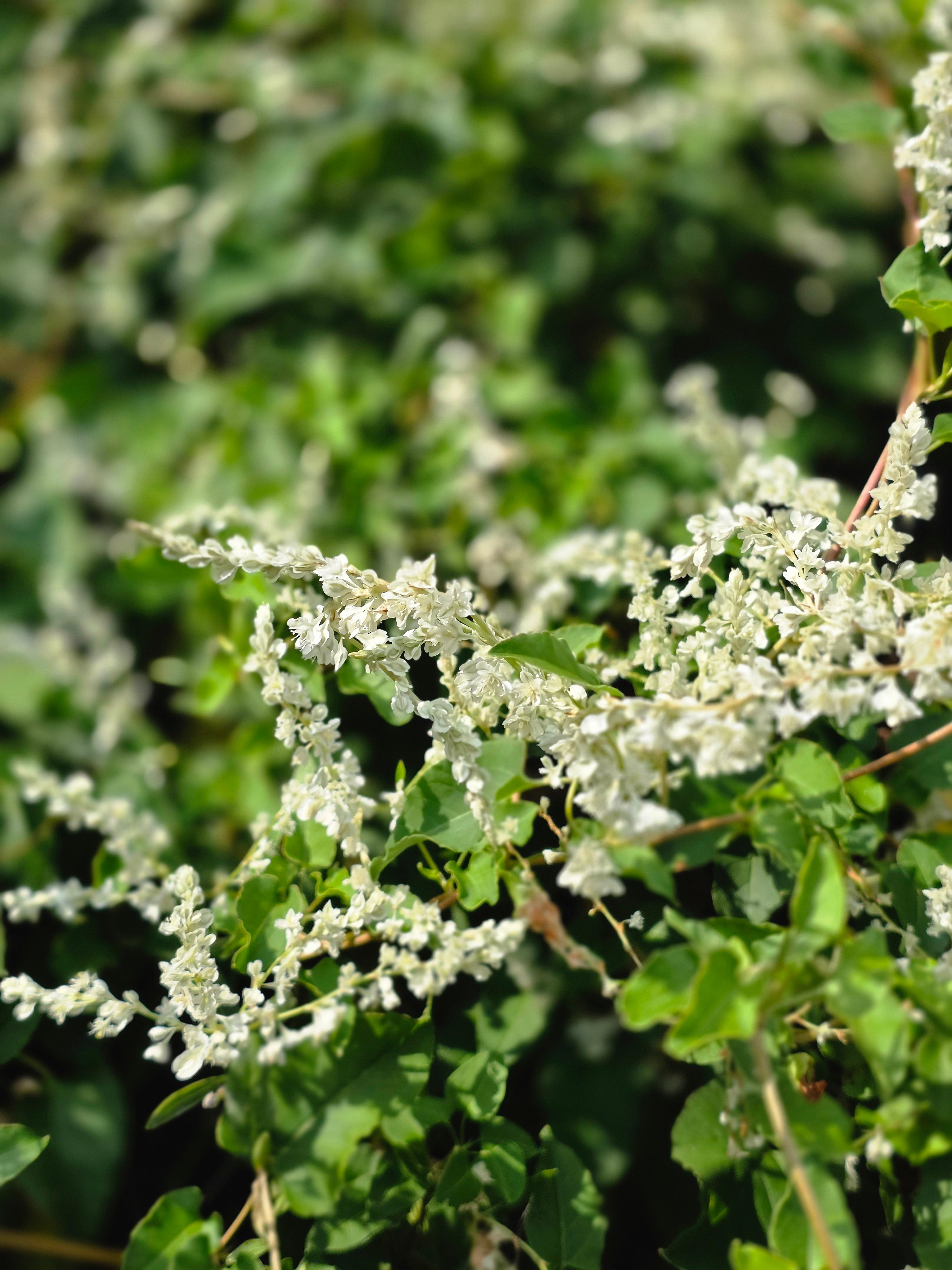 Schlingknöterich - Polygonum aubertii