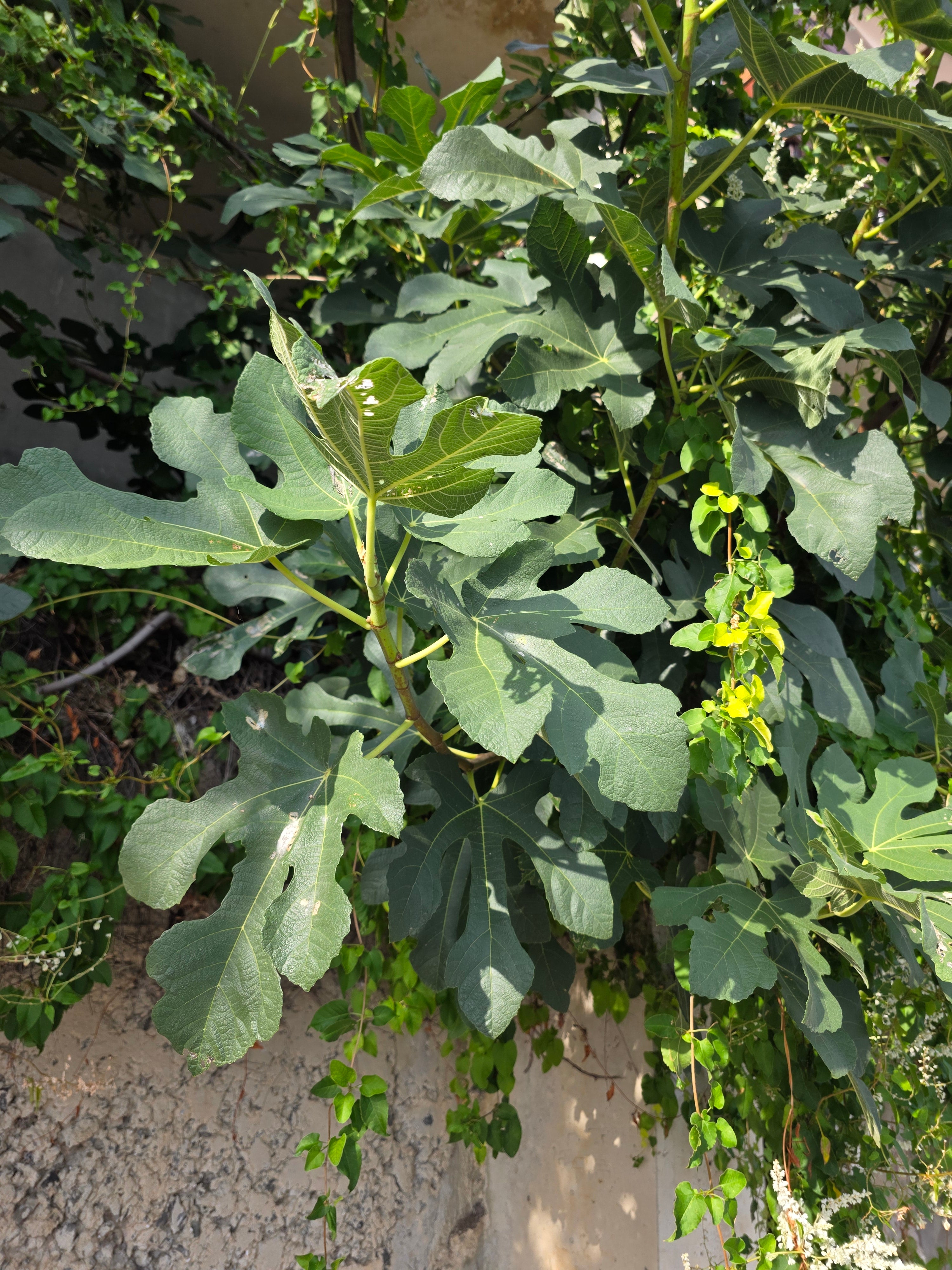 Feige 'Brown Turkey' - Ficus carica 'Brown Turkey'
