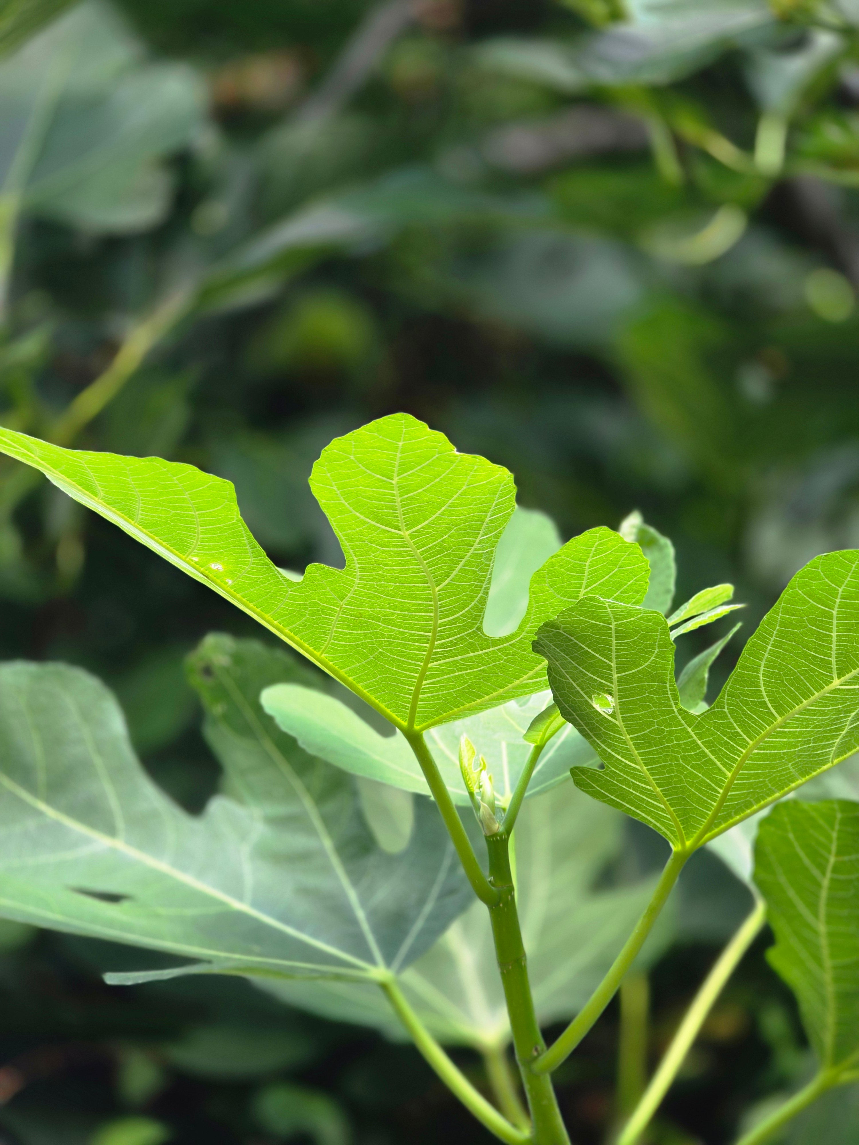 Feige 'Brown Turkey' - Ficus carica 'Brown Turkey'