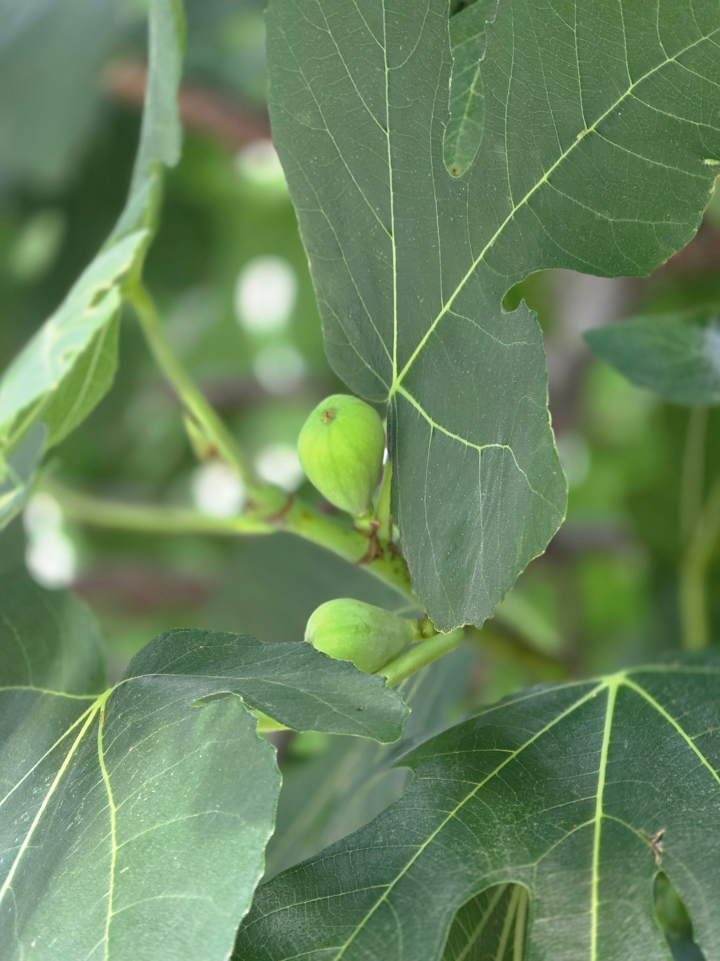Feige 'Brown Turkey' - Ficus carica 'Brown Turkey'