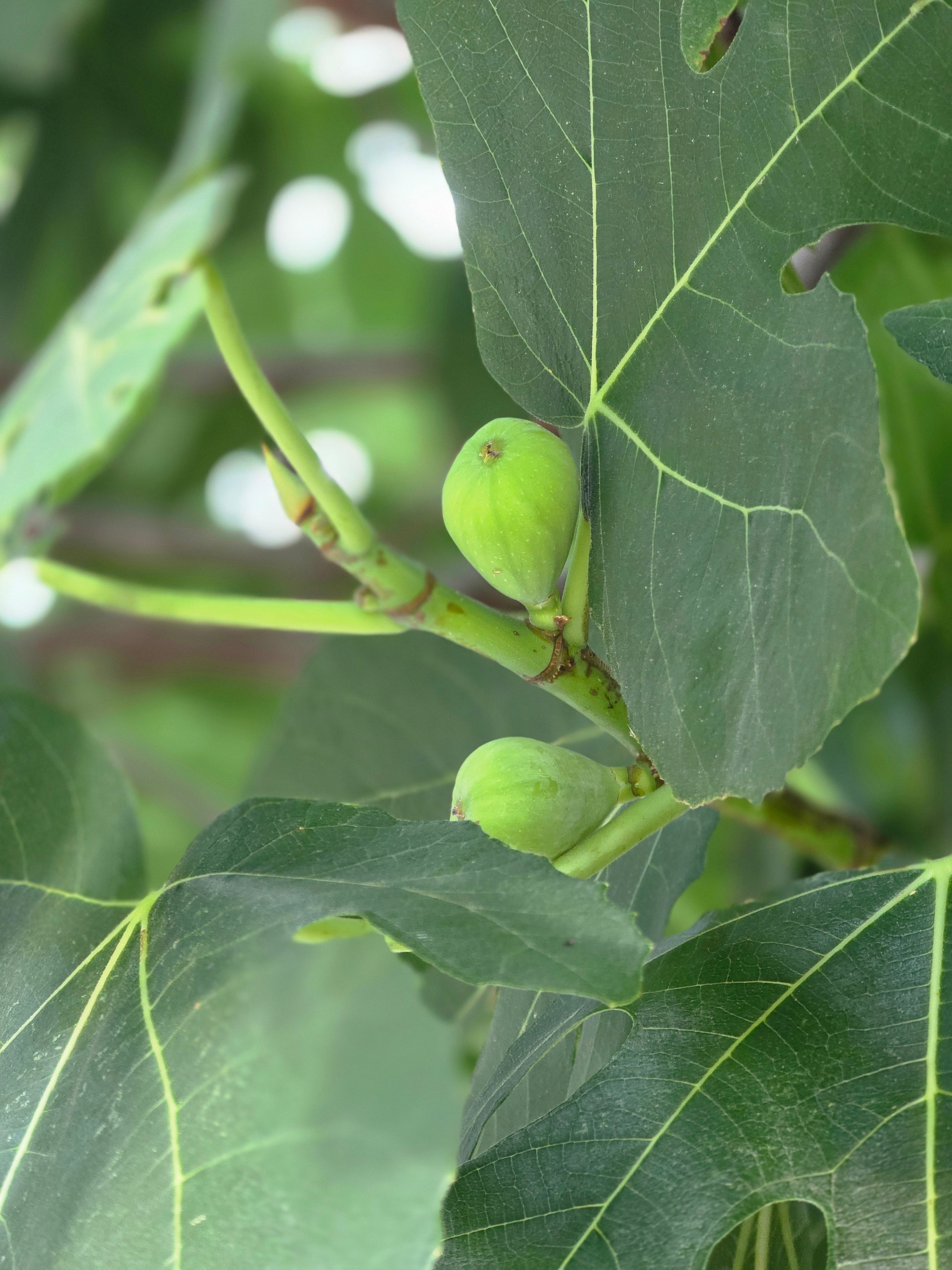 Feige 'Brown Turkey' - Ficus carica 'Brown Turkey'