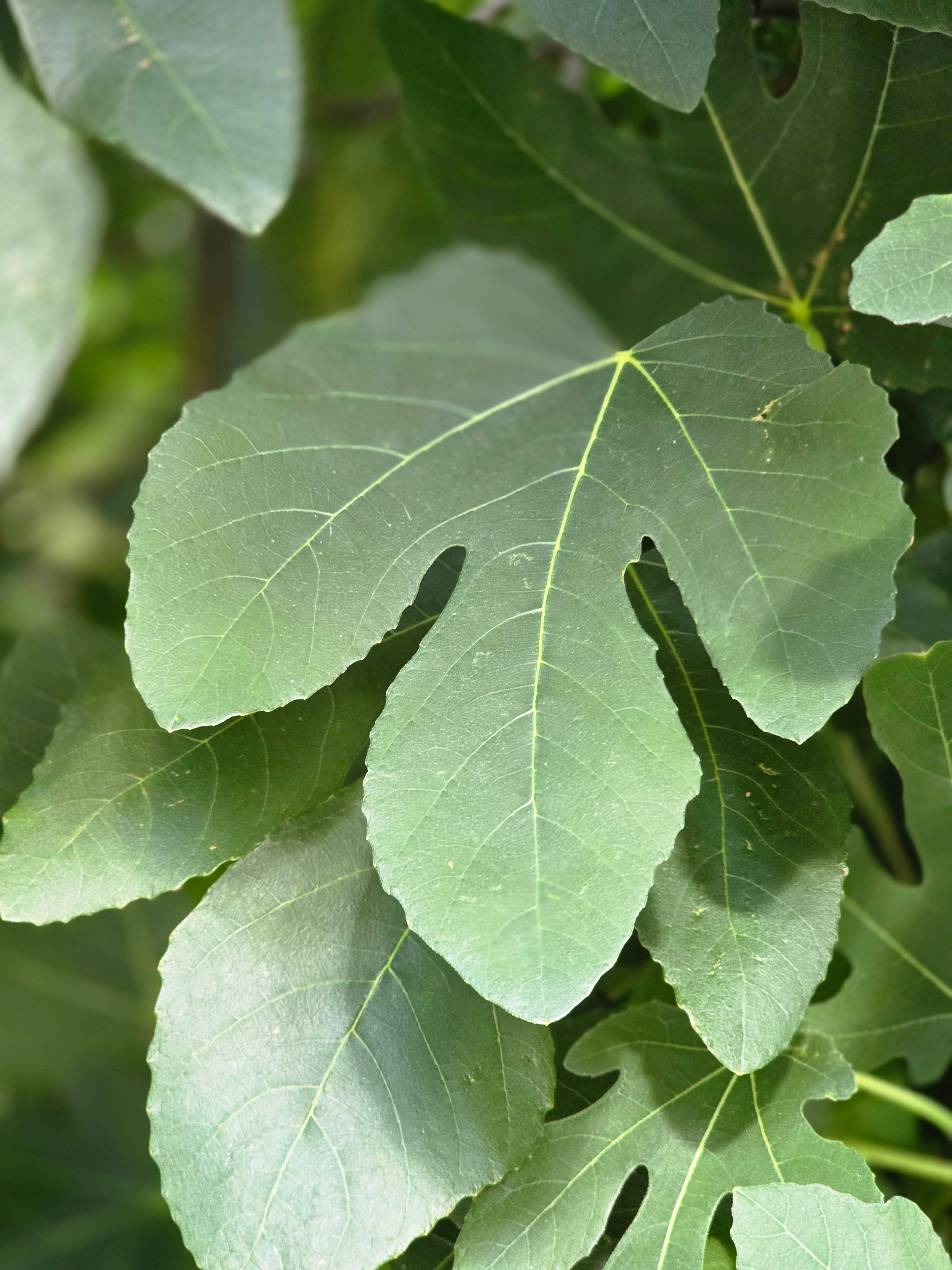 Feige 'Brown Turkey' - Ficus carica 'Brown Turkey'