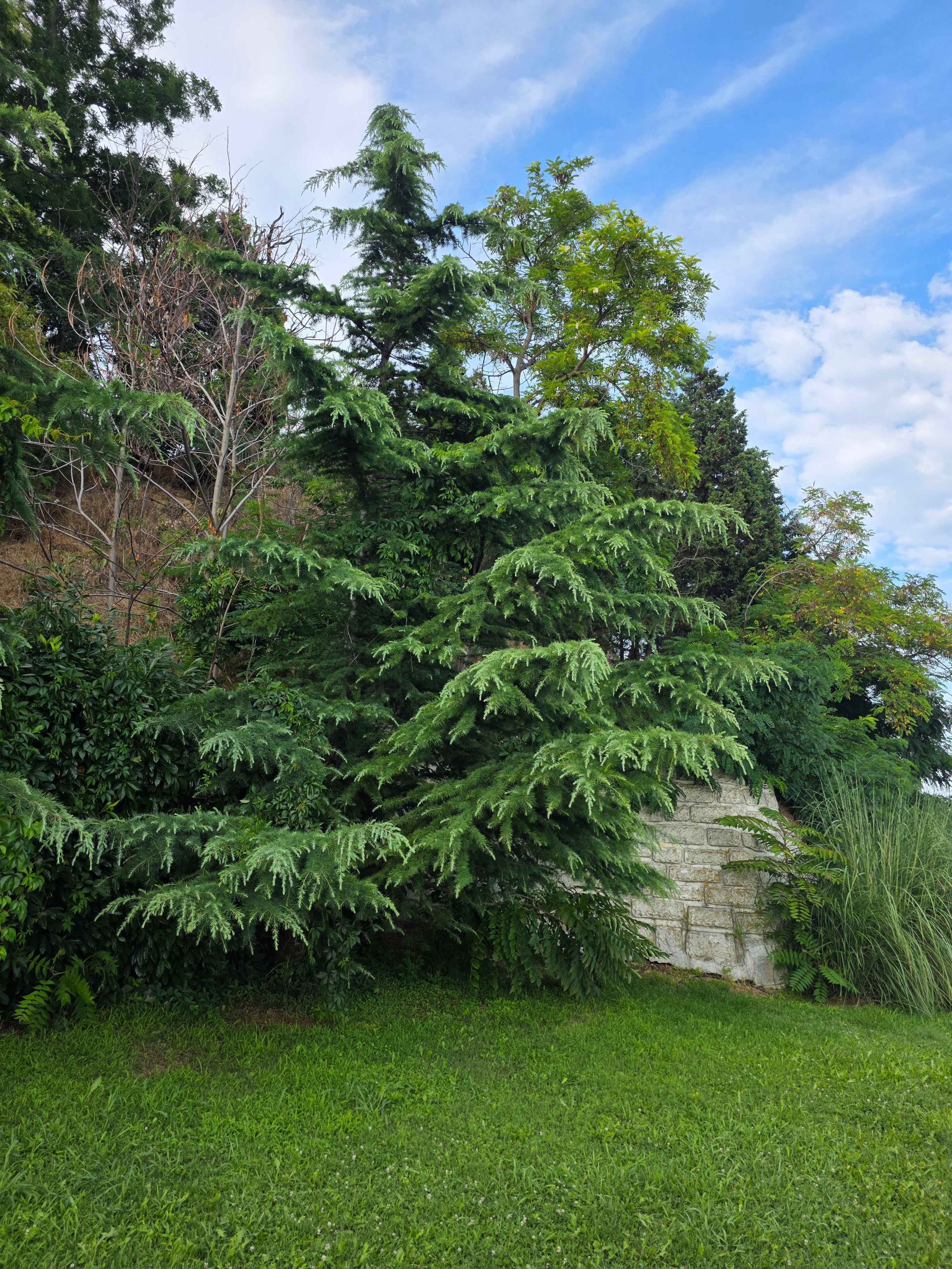 Himalaya-Zeder - Cedrus deodara
