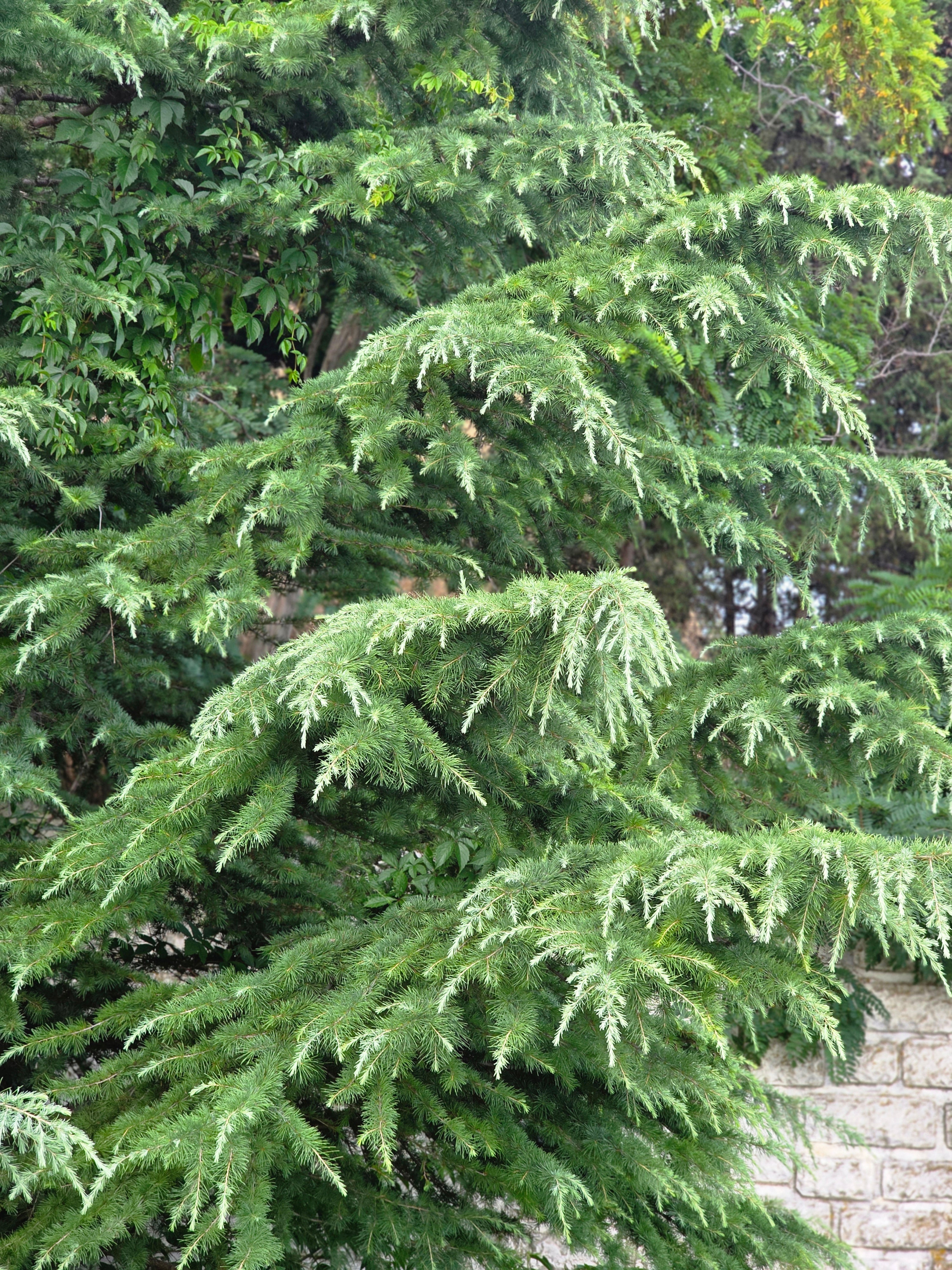 Himalaya-Zeder - Cedrus deodara