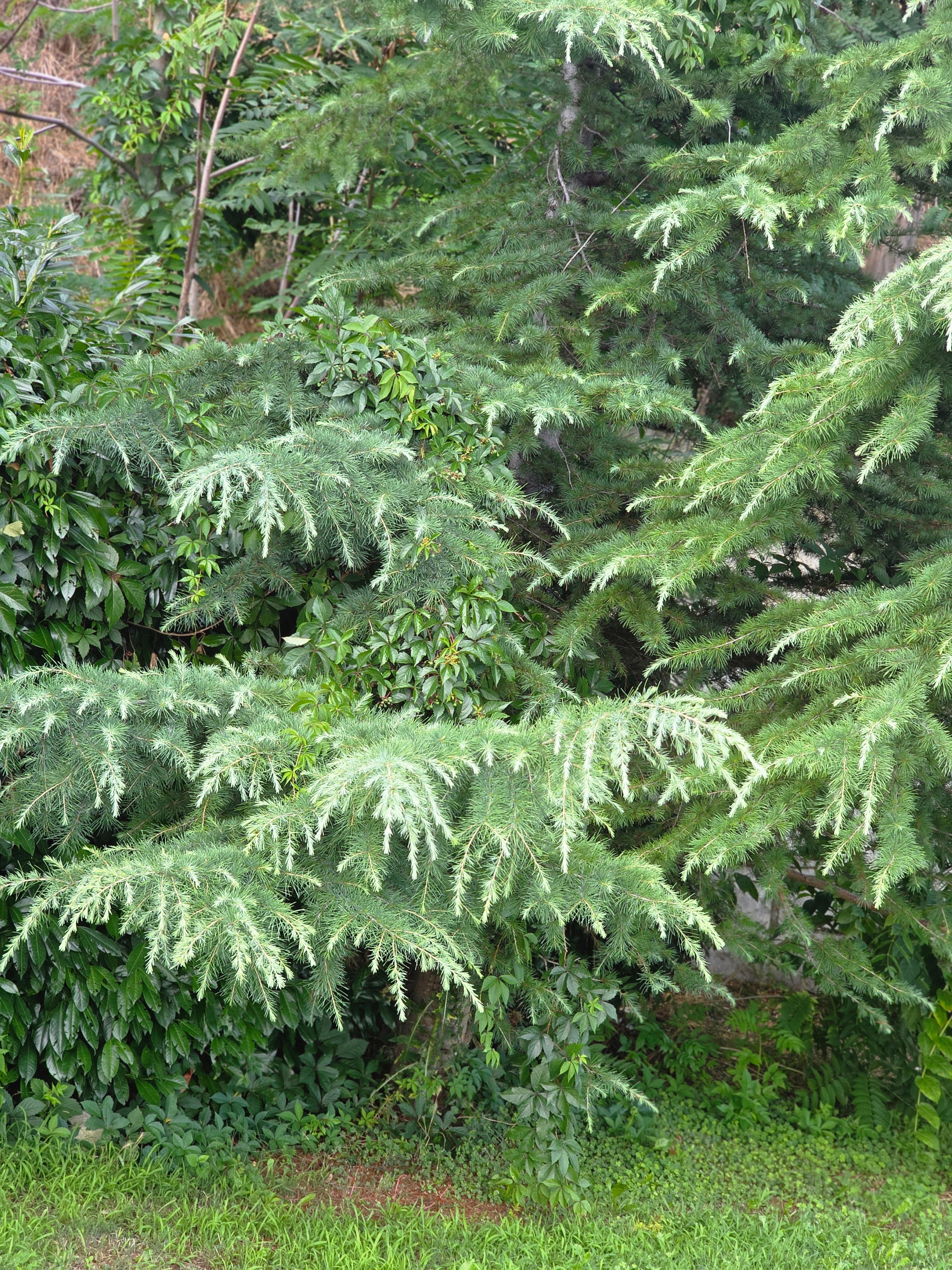 Himalaya-Zeder - Cedrus deodara