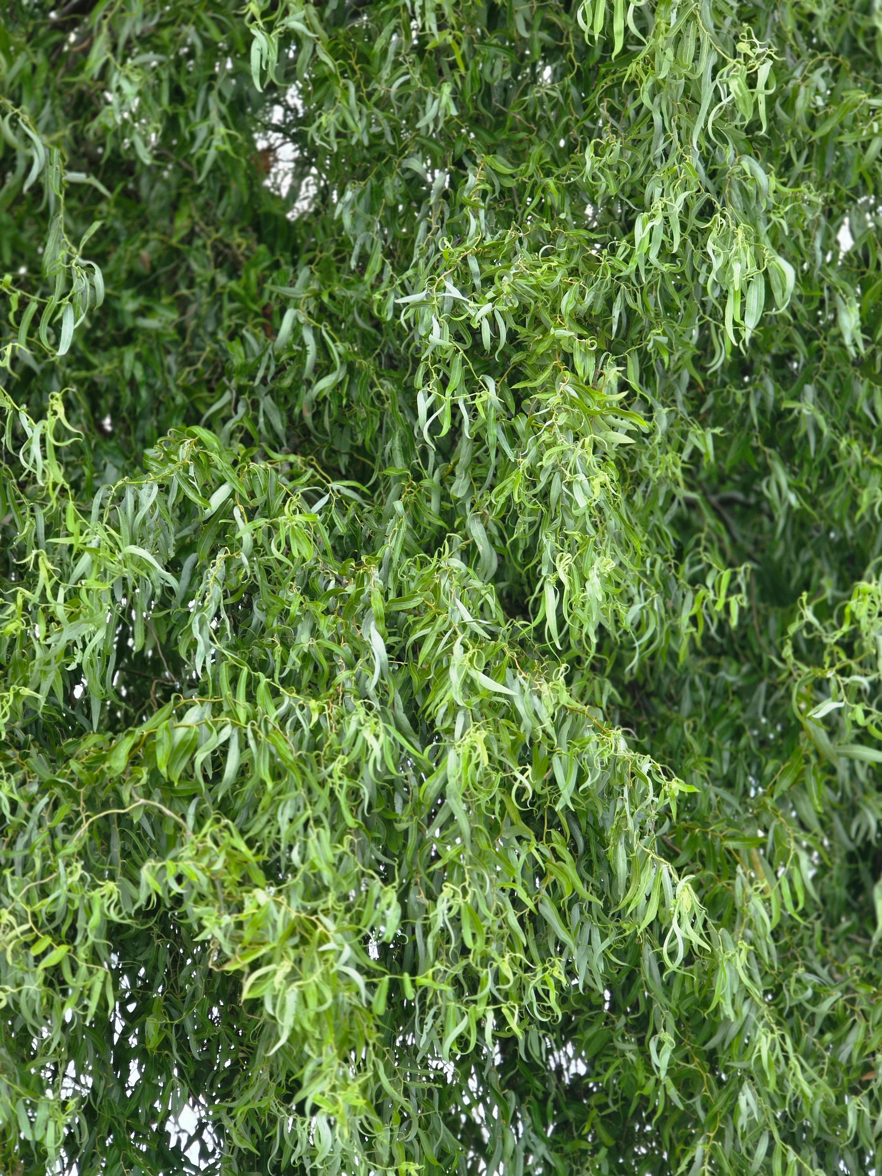 Korkenzieherweide - Salix matsudana 'Tortuosa'