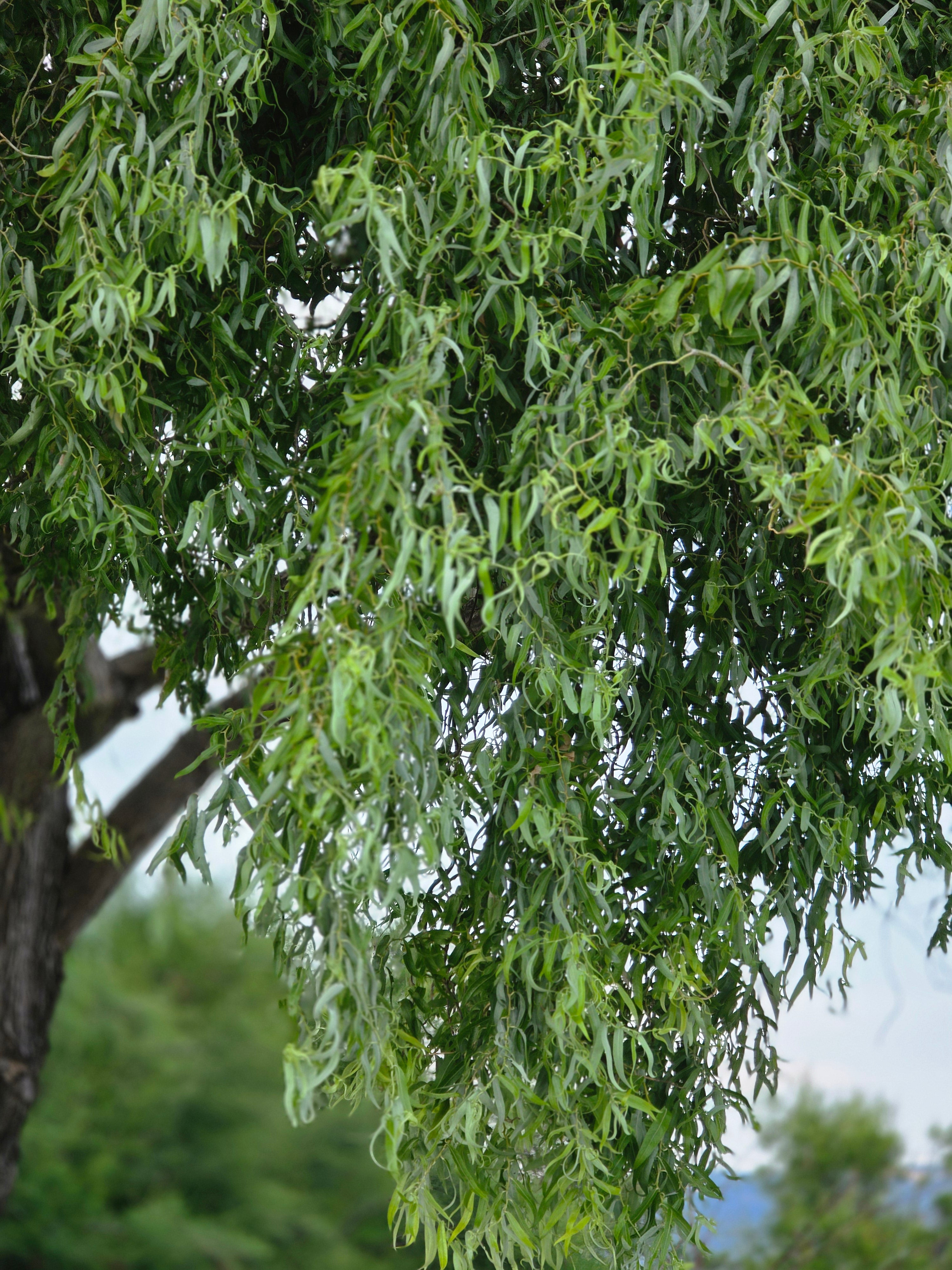 Korkenzieherweide - Salix matsudana 'Tortuosa'