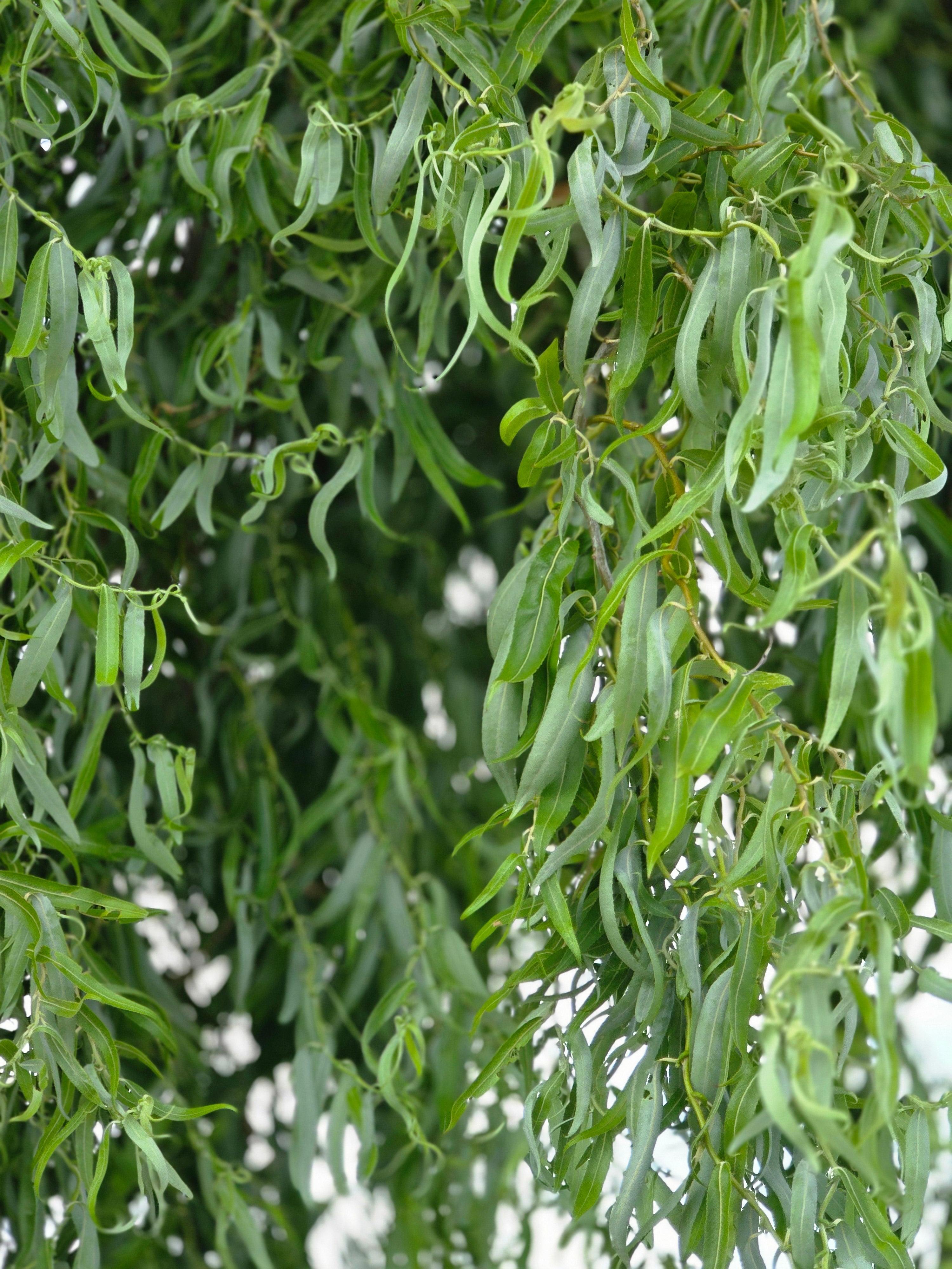 Korkenzieherweide - Salix matsudana 'Tortuosa'
