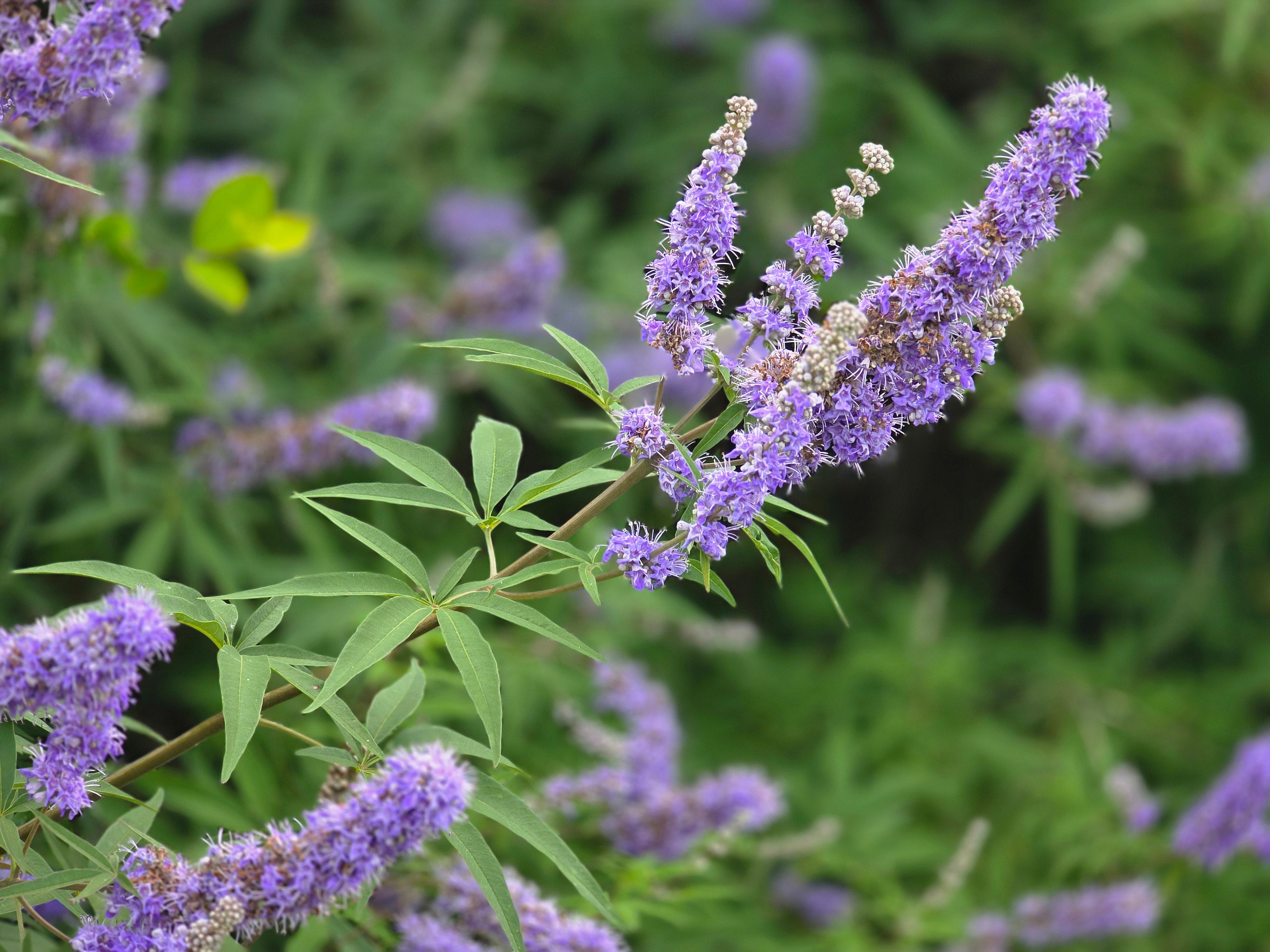 Mönchspfeffer - Vitex agnus-castus latifolia
