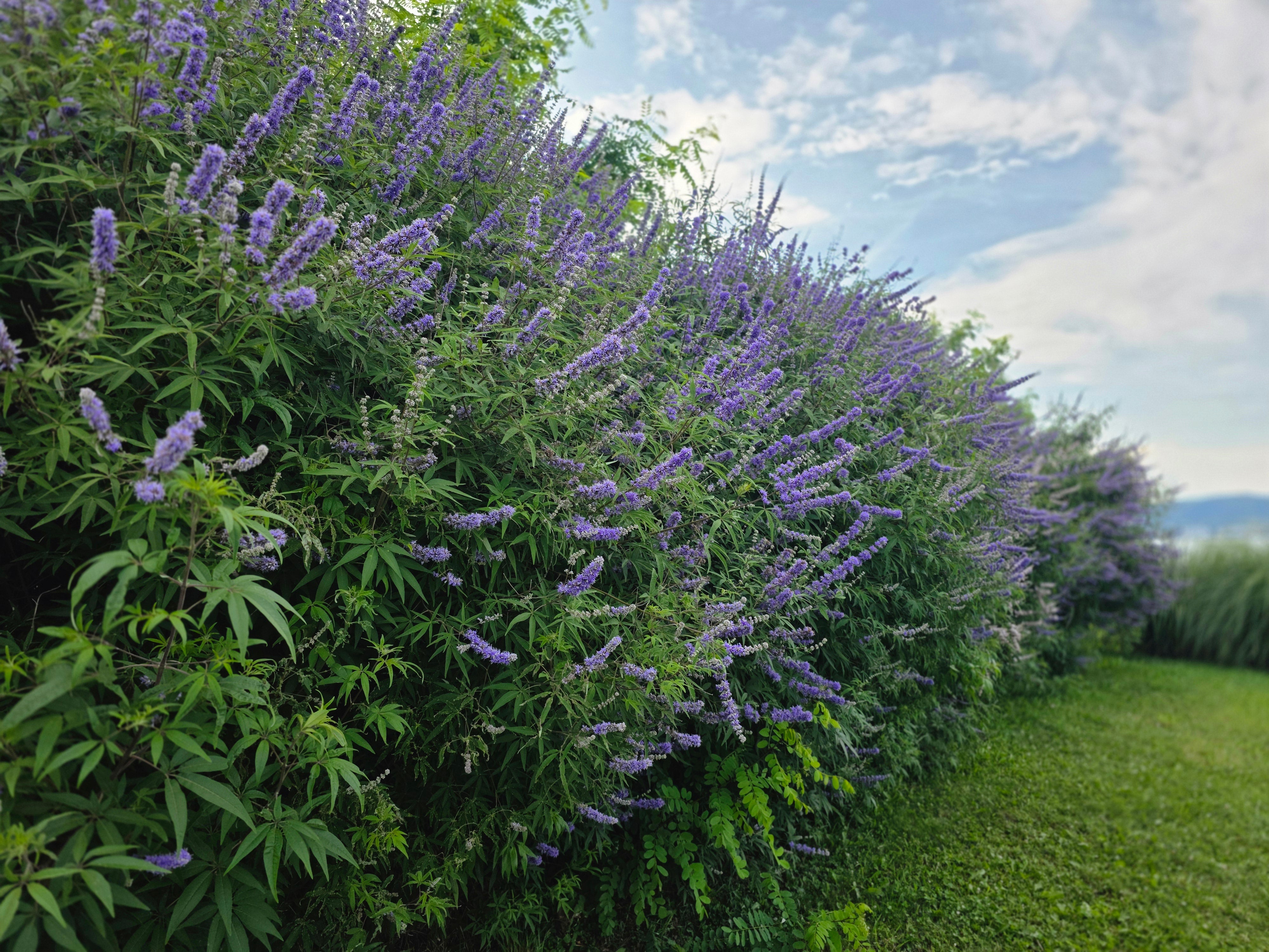 Mönchspfeffer - Vitex agnus-castus latifolia