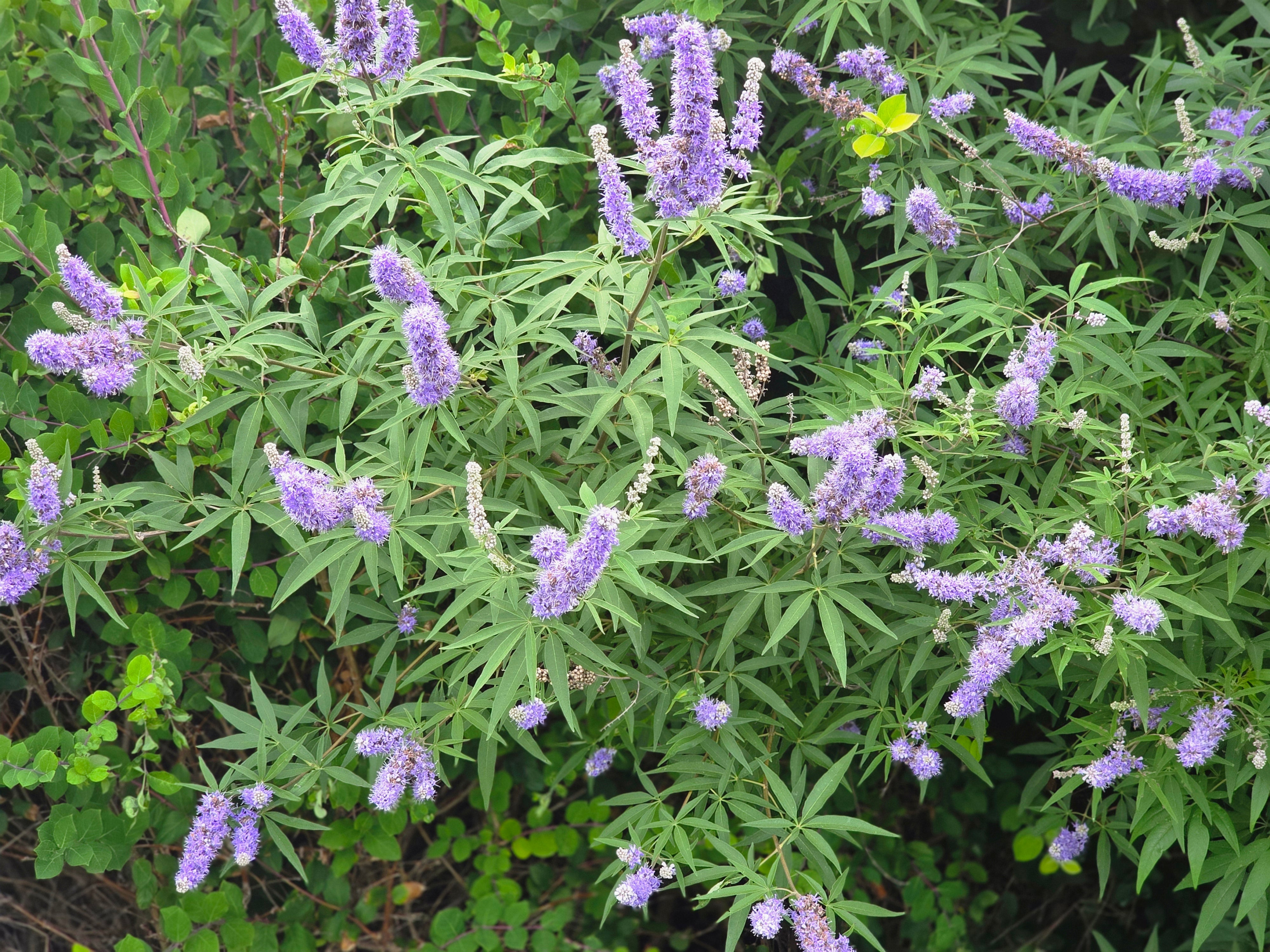 Mönchspfeffer - Vitex agnus-castus latifolia