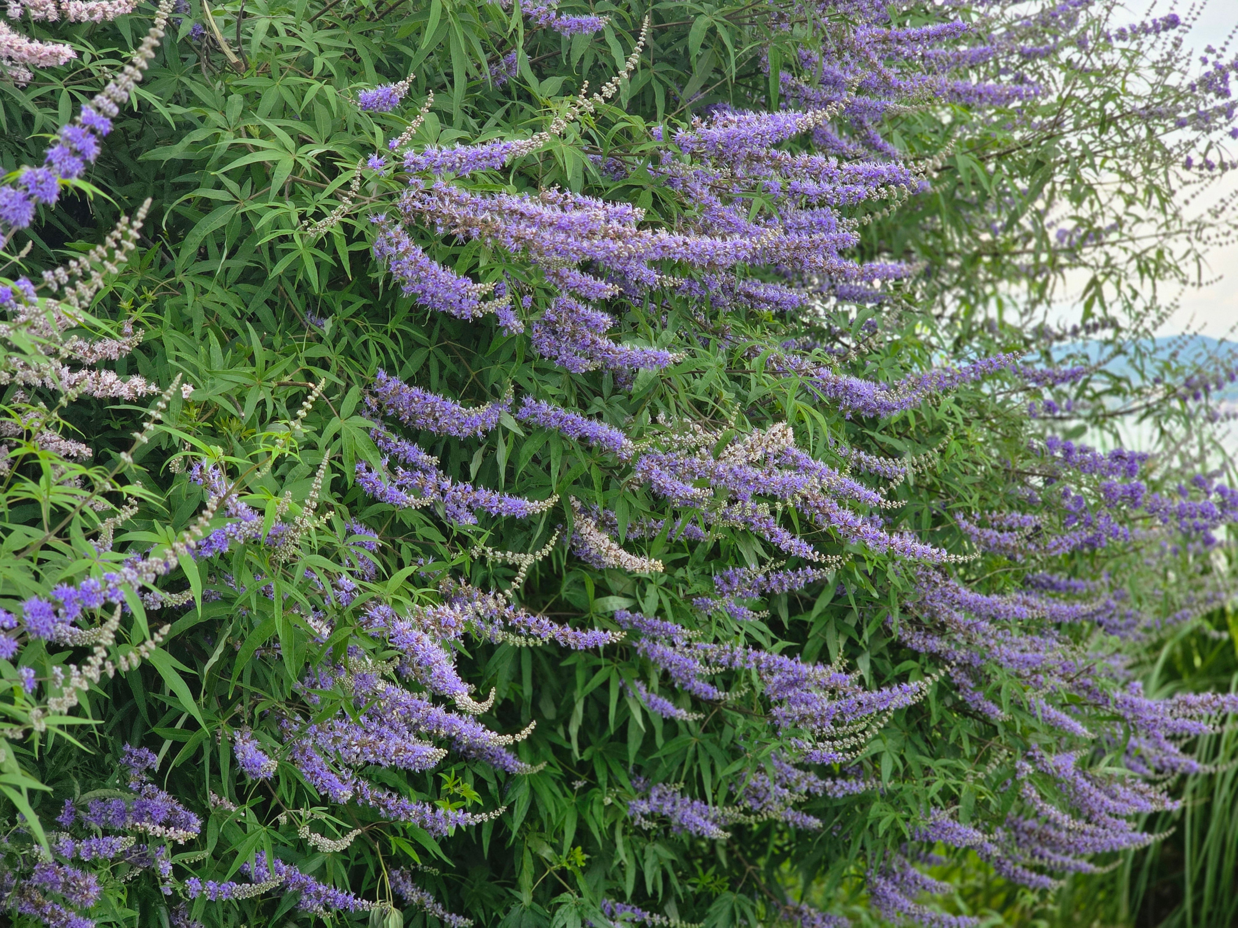 Mönchspfeffer - Vitex agnus-castus latifolia
