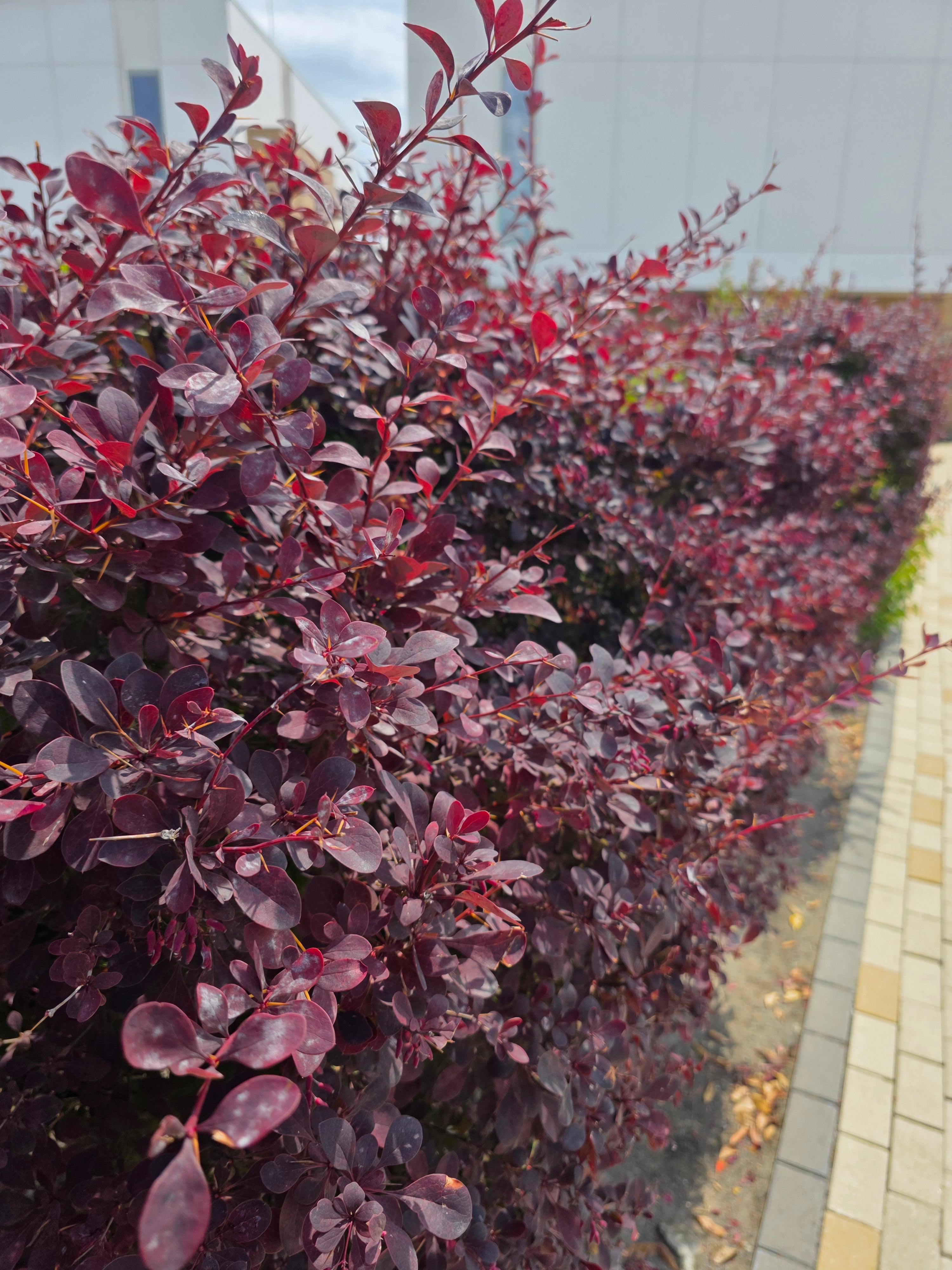 Große Blutberberitze 'Superba' - Berberis ottawensis 'Superba'