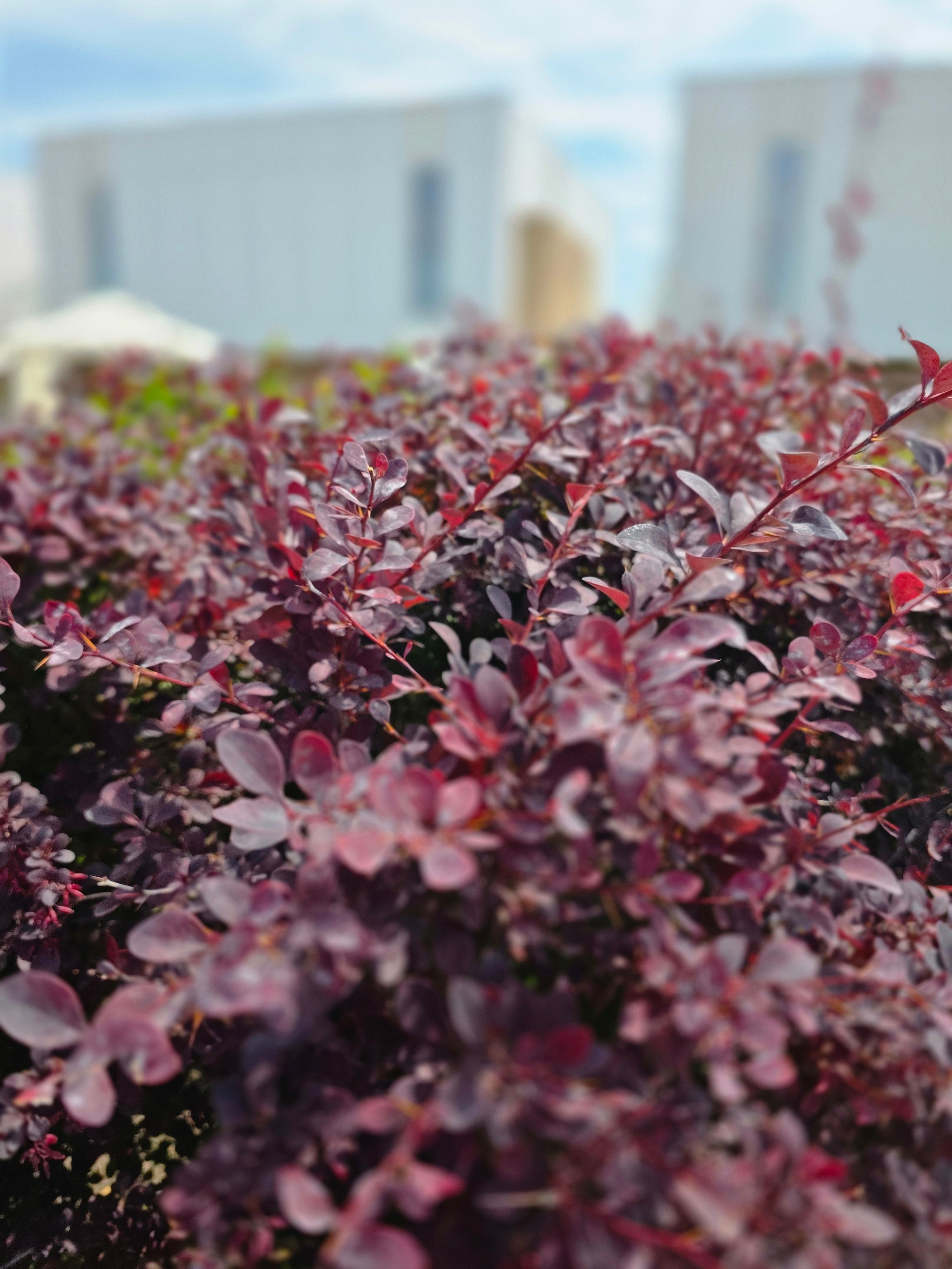 Große Blutberberitze 'Superba' - Berberis ottawensis 'Superba'