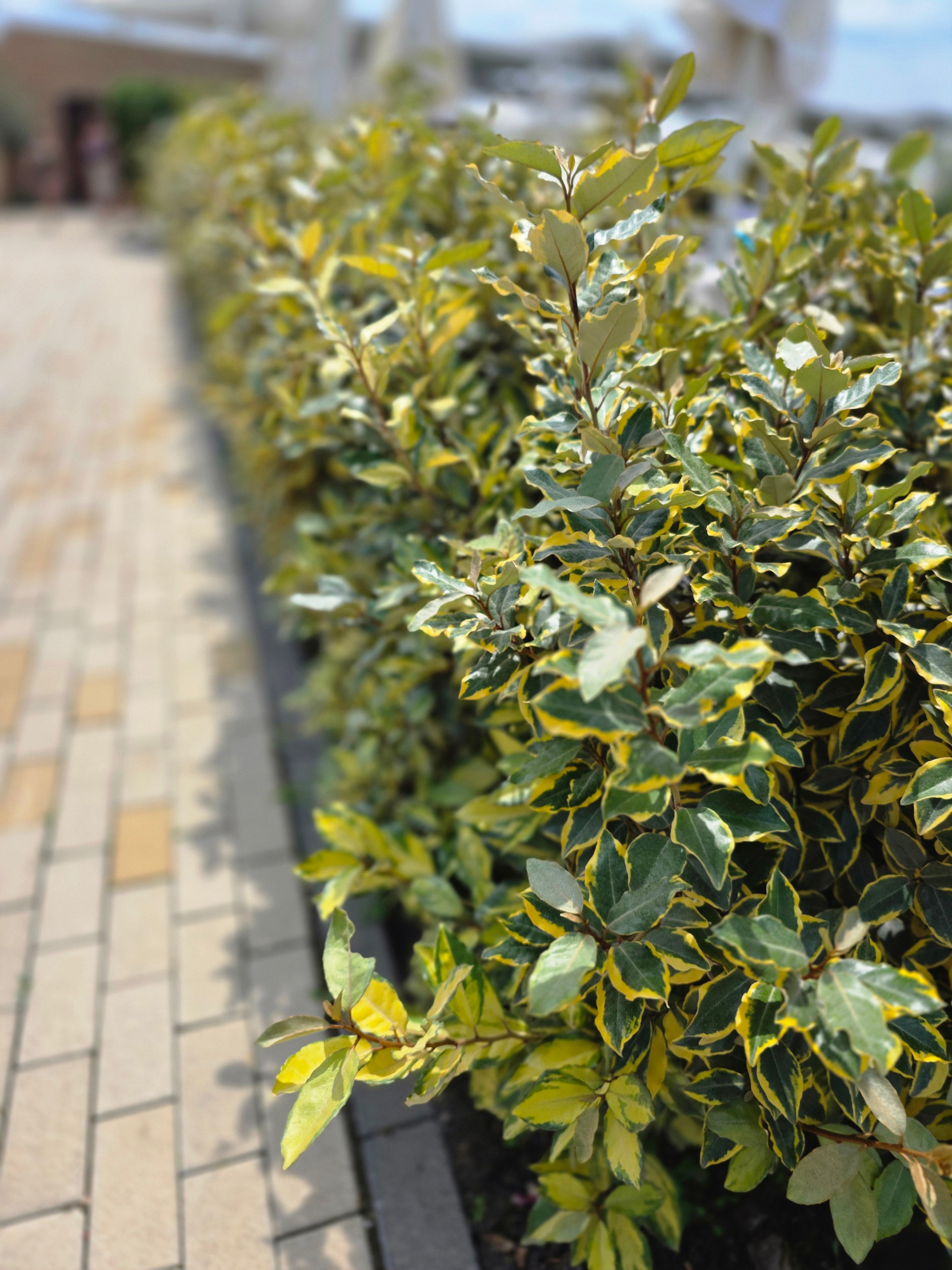 Buntlaubige Ölweide - Elaeagnus pungens 'Maculata'