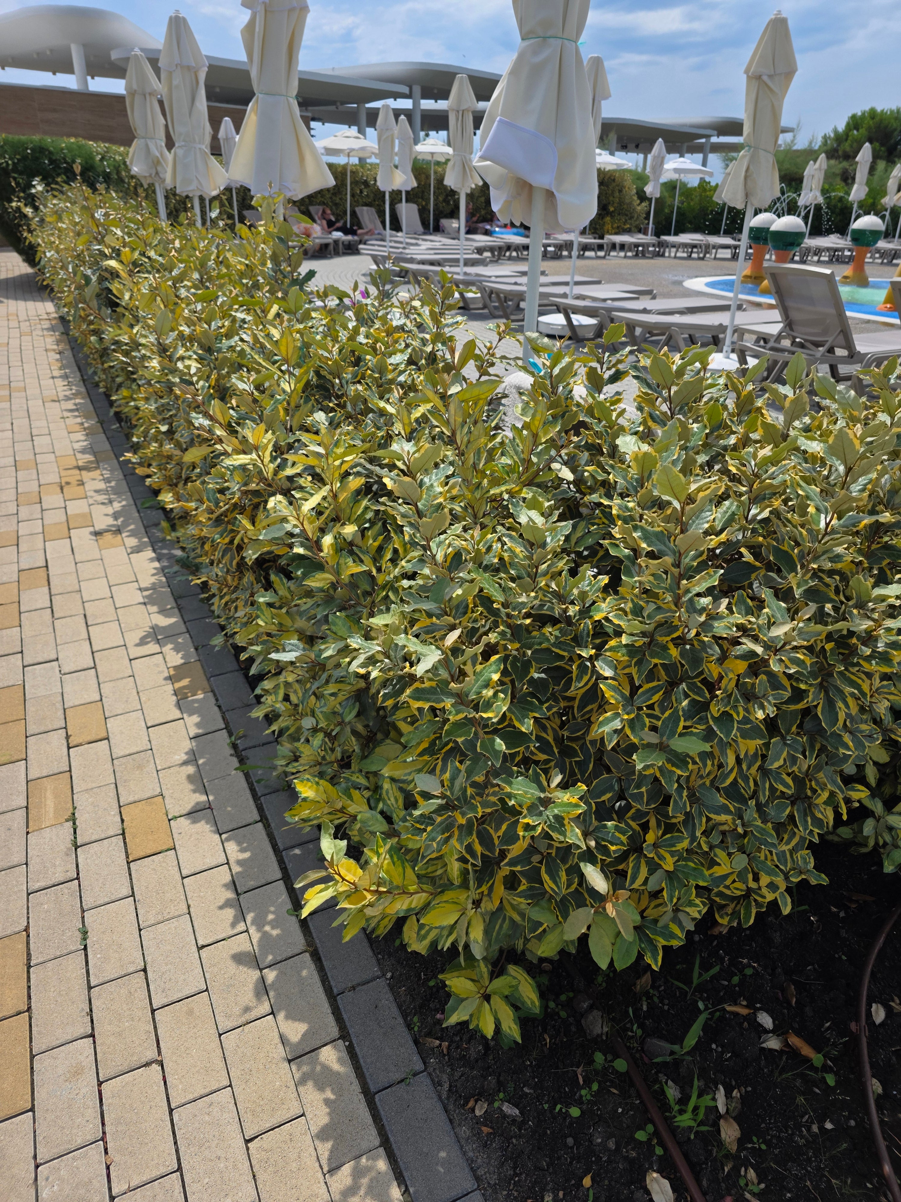 Buntlaubige Ölweide - Elaeagnus pungens 'Maculata'