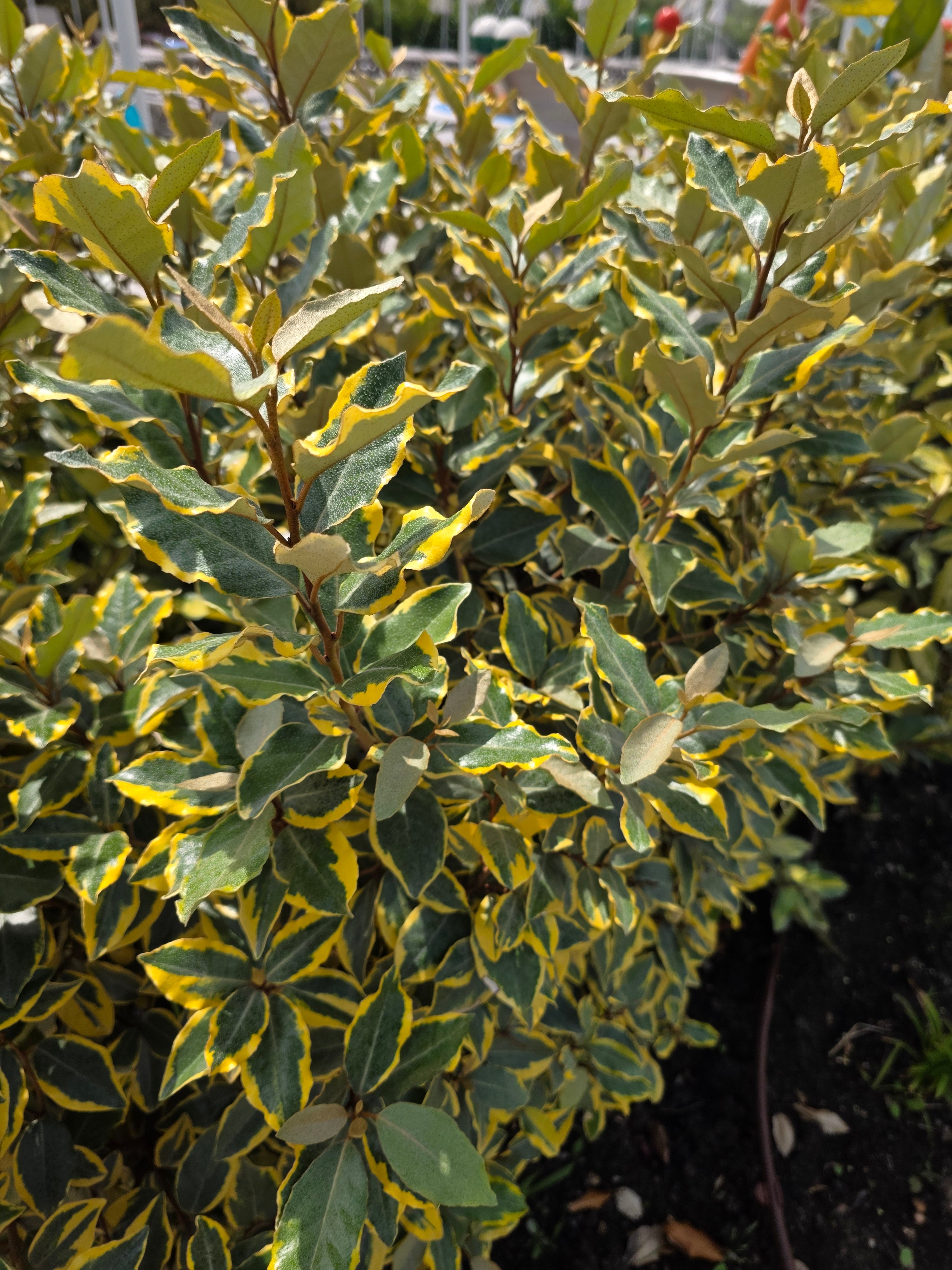 Buntlaubige Ölweide - Elaeagnus pungens 'Maculata'