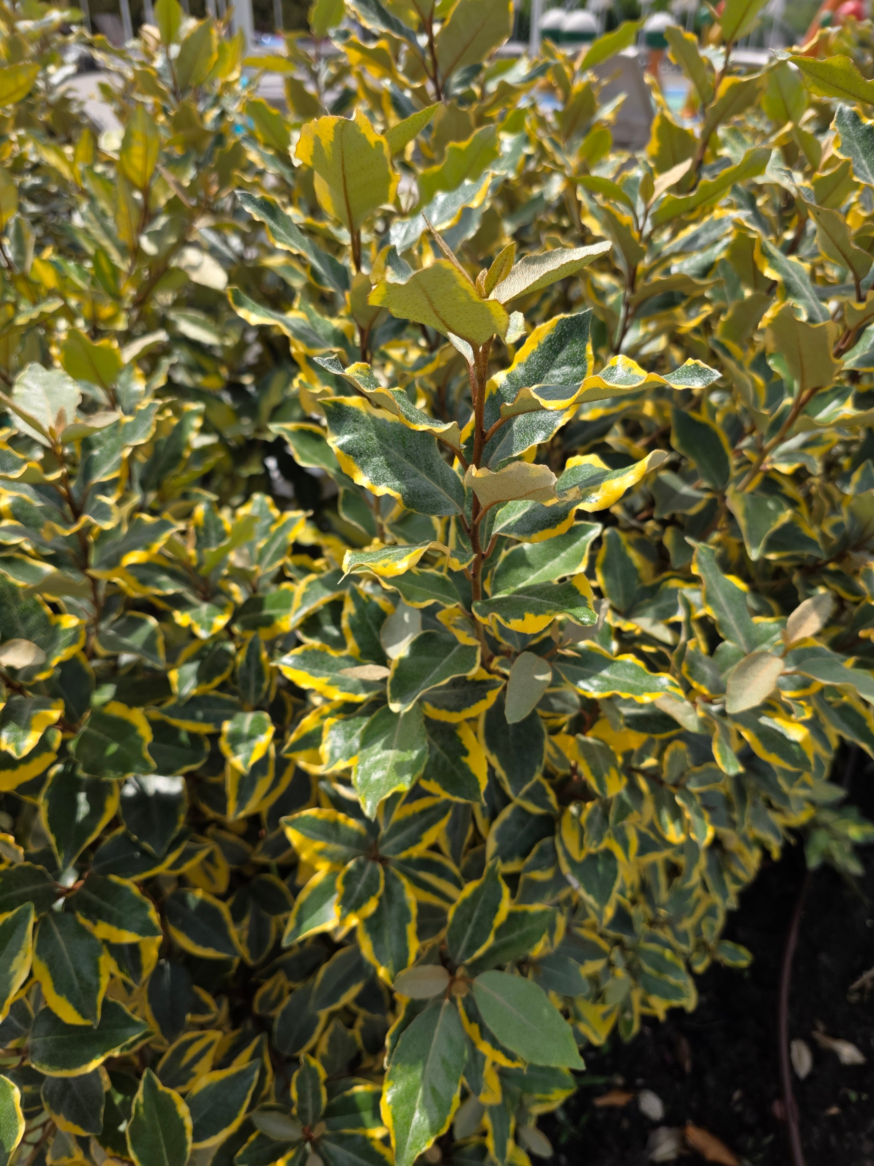 Buntlaubige Ölweide - Elaeagnus pungens 'Maculata'