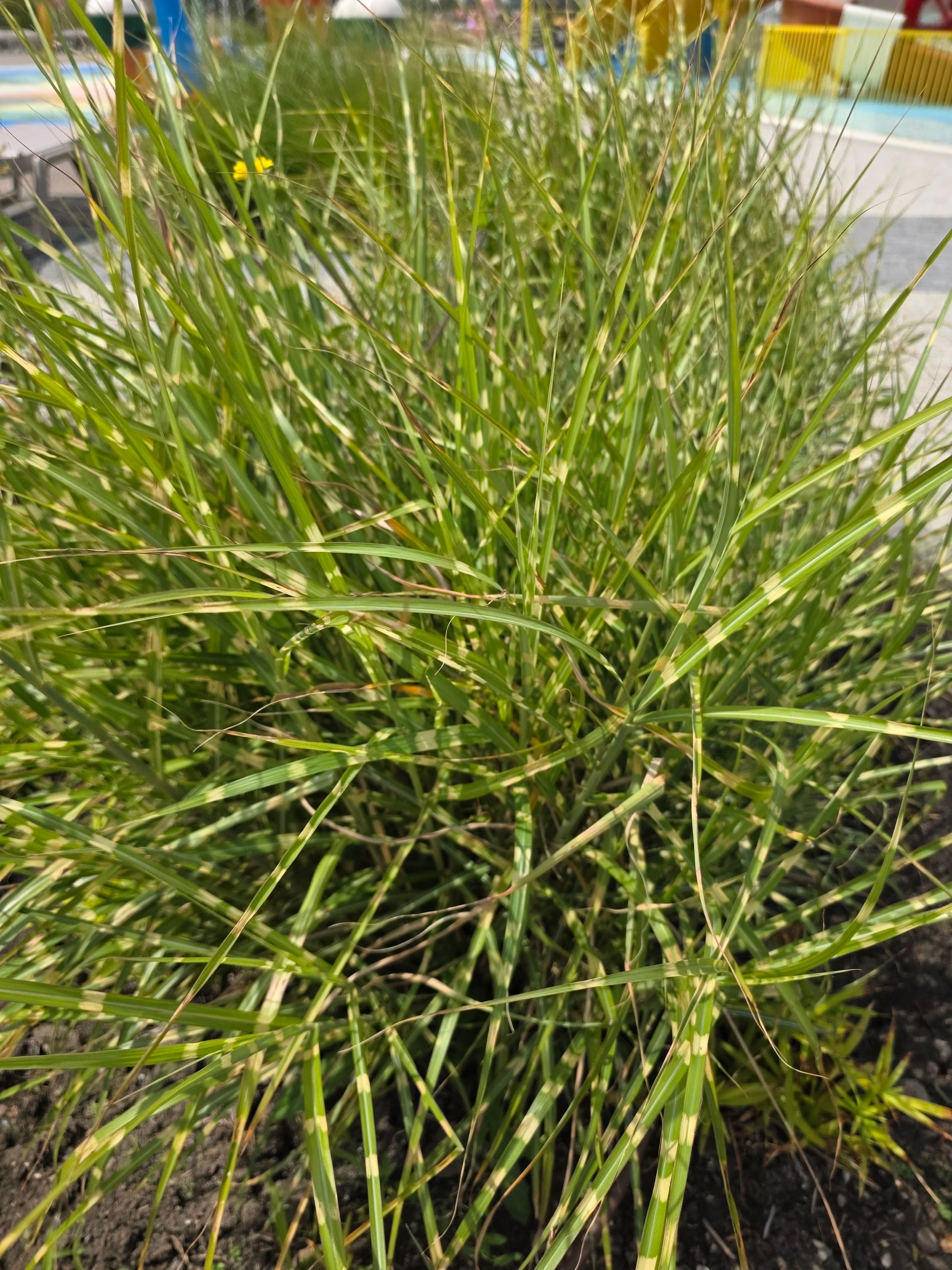 Überhängender Garten-Zebraschilf - Miscanthus sinensis 'Zebrinus'