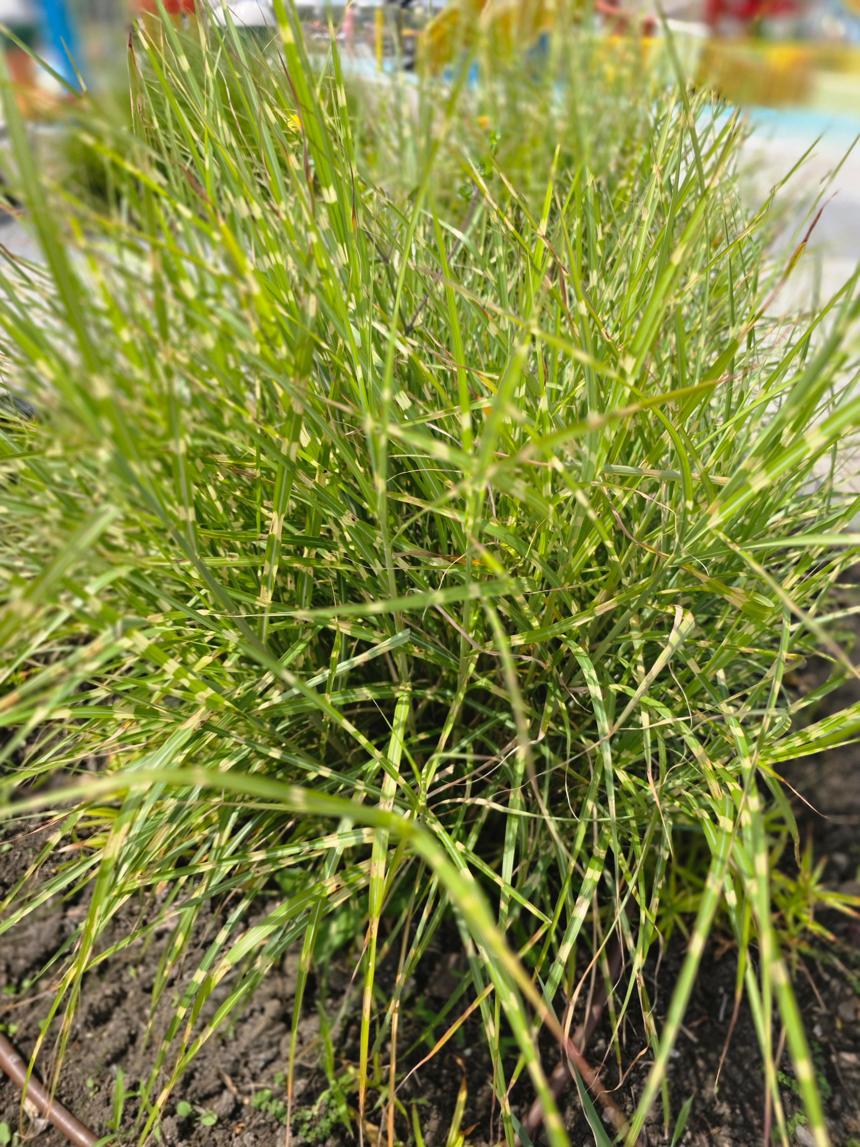 Überhängender Garten-Zebraschilf - Miscanthus sinensis 'Zebrinus'