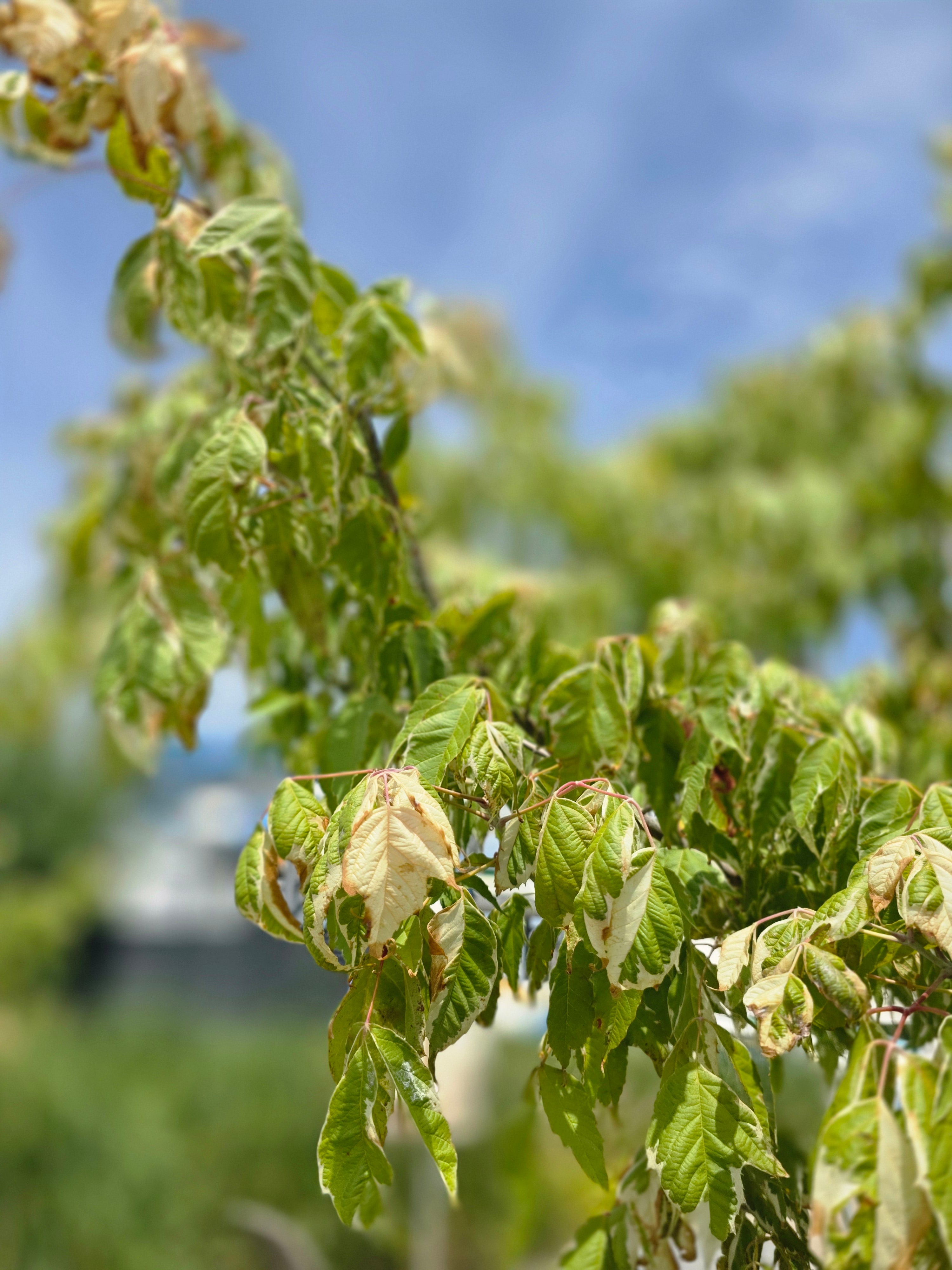 Eschenahorn 'Flamingo' - Acer negundo 'Flamingo'