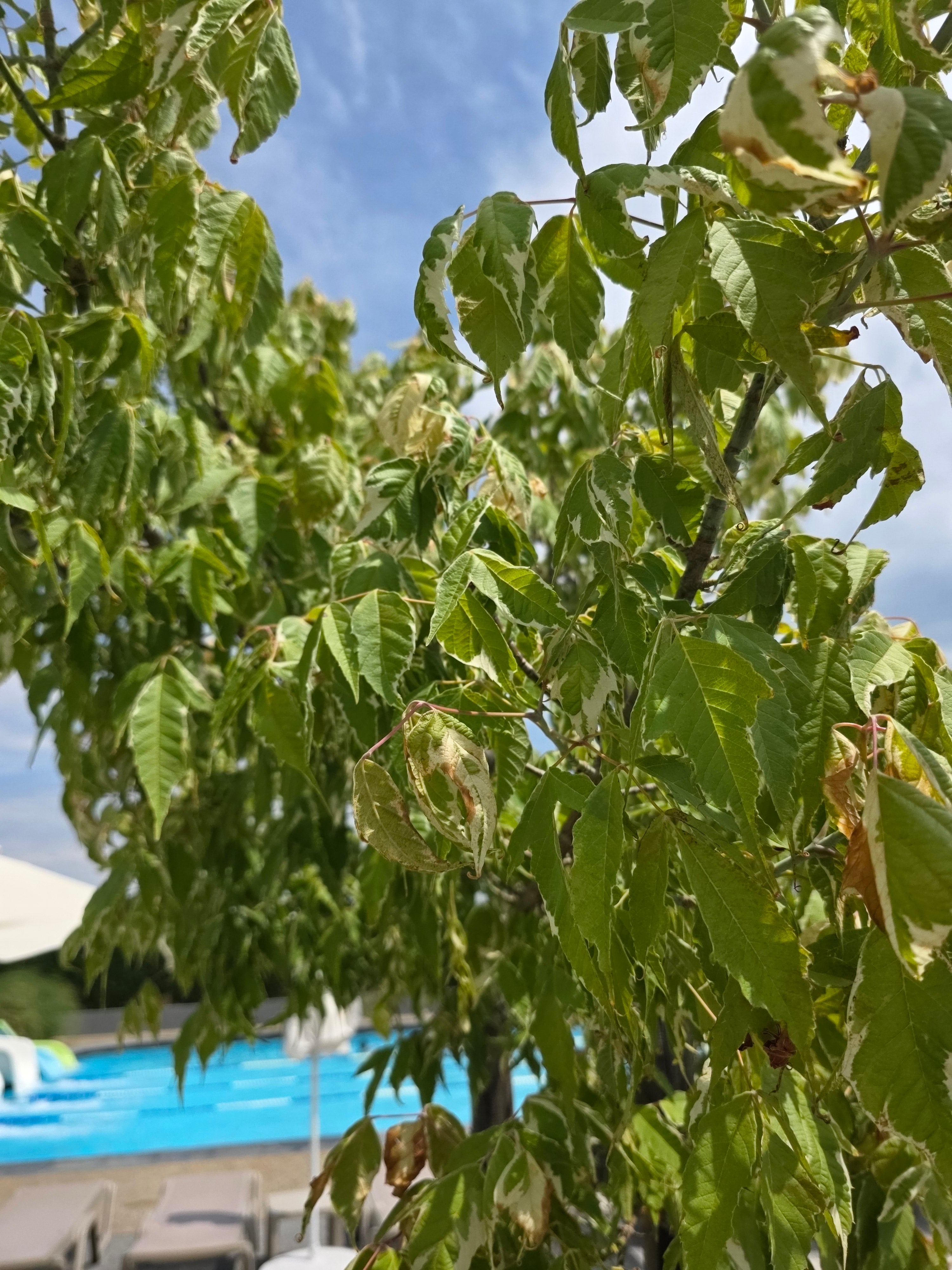 Eschenahorn 'Flamingo' - Acer negundo 'Flamingo'