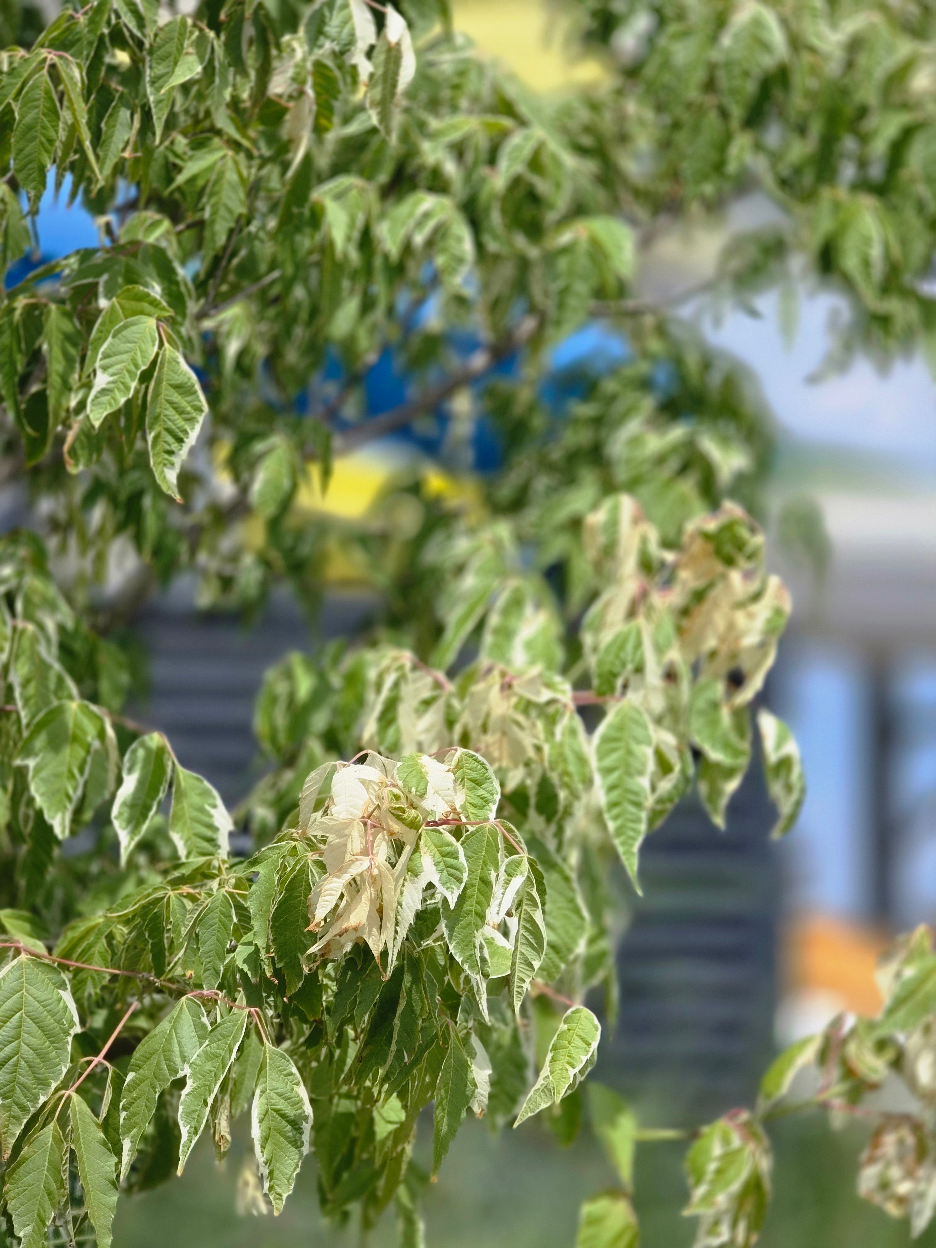 Silberbunter Eschenahorn - Acer negundo 'Variegatum'