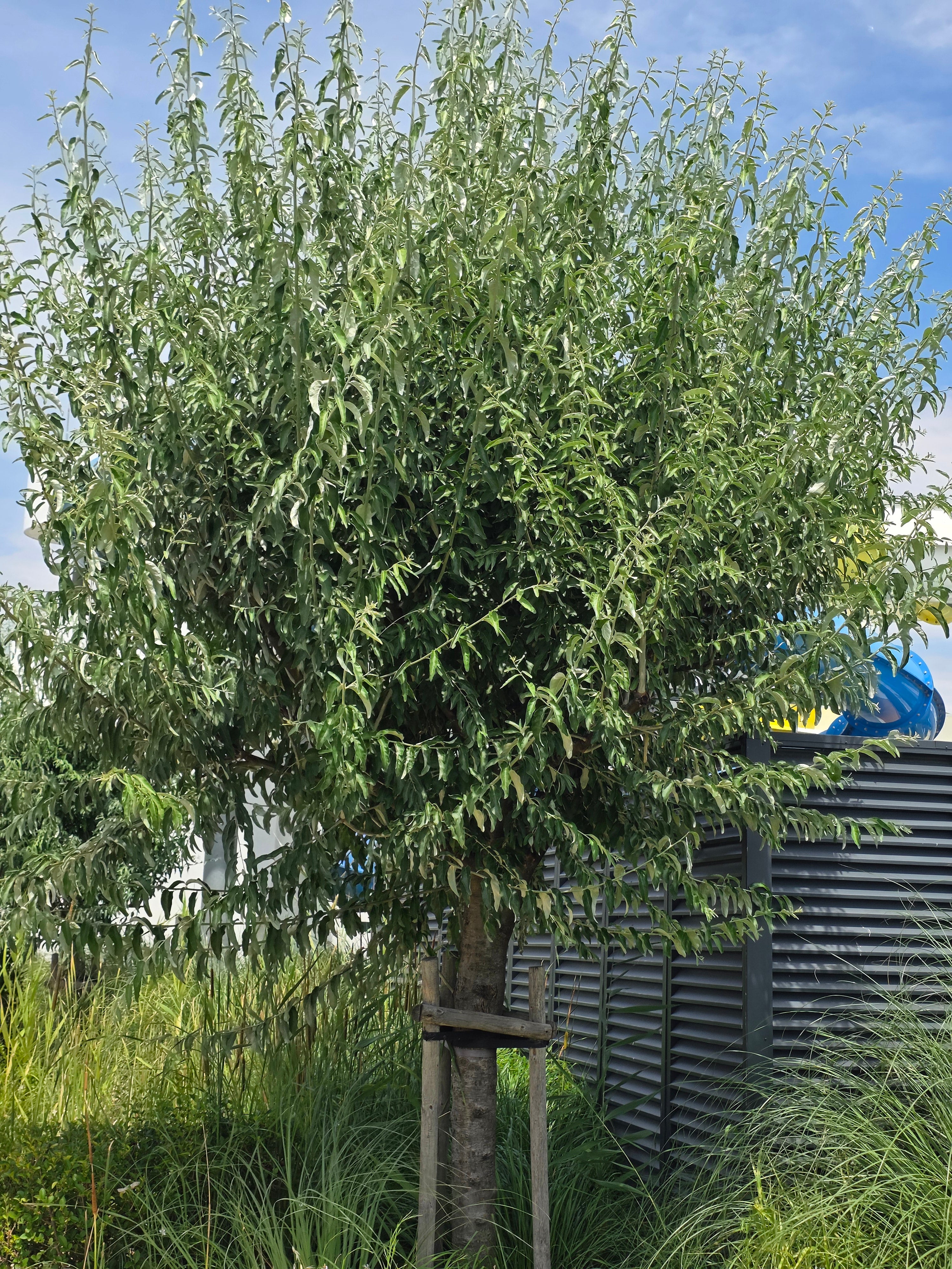 Schmalblättrige Ölweide - Elaeagnus angustifolia