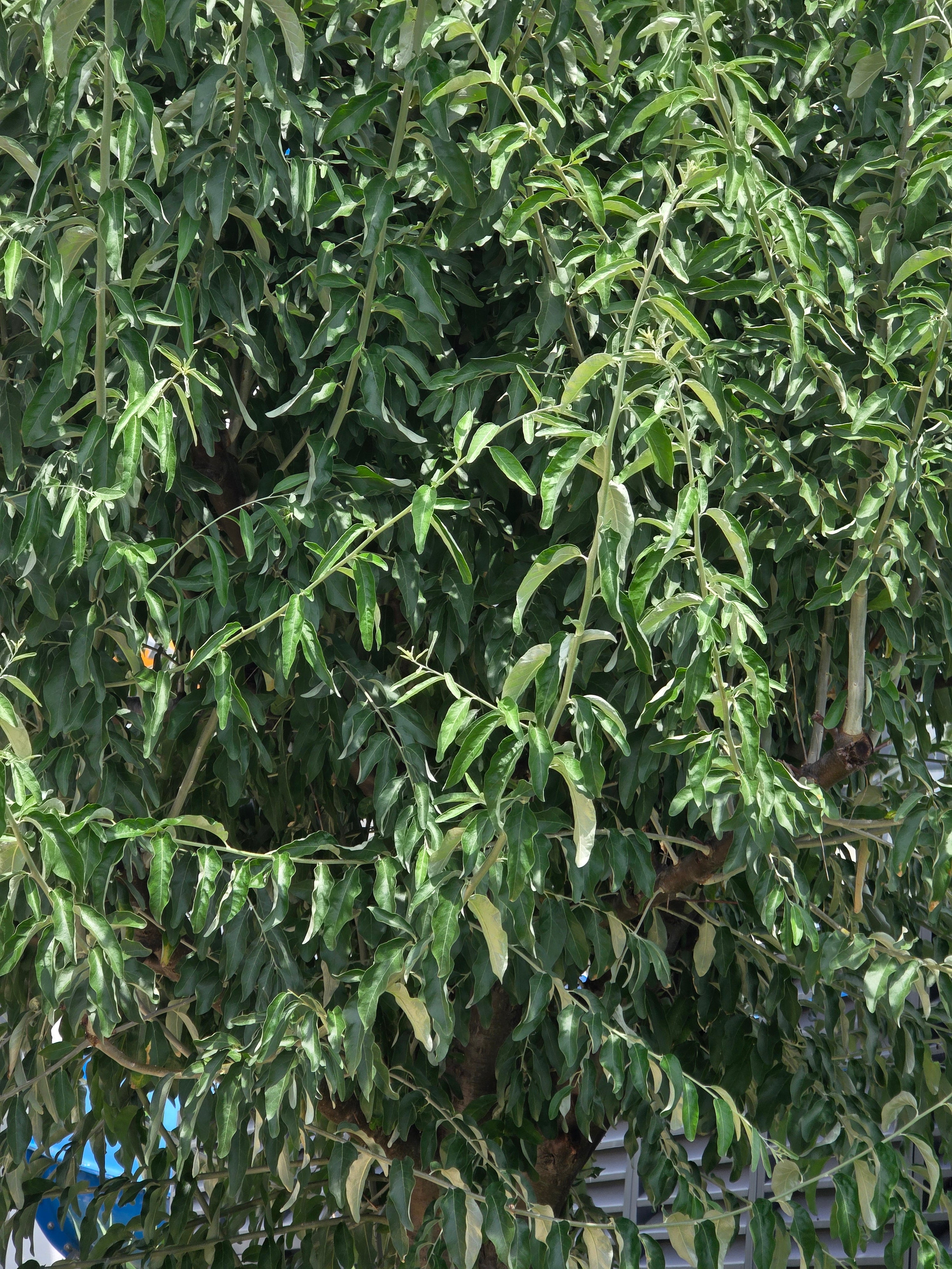 Schmalblättrige Ölweide - Elaeagnus angustifolia